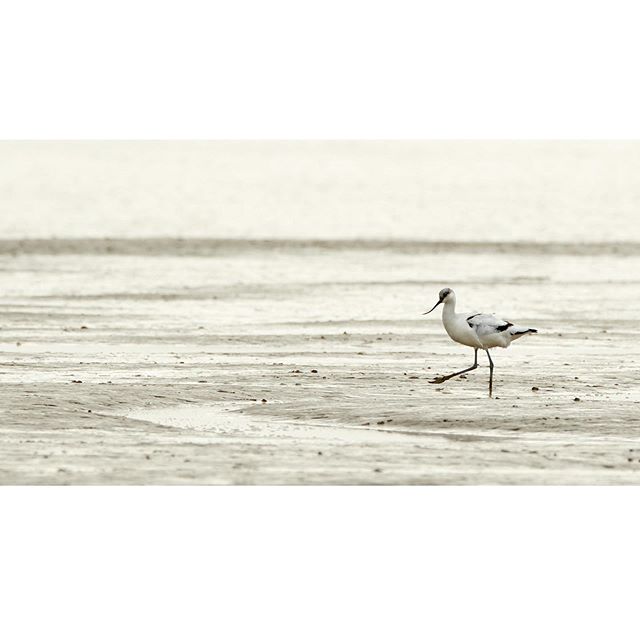 Avocet, Charron, France #bird #sea #seascape #birds #birdsofinstagram #birdphotography #birdwatching #wild #wildlifephotography #animals #animalphotography #france #france🇫🇷 #canon #canonphotography