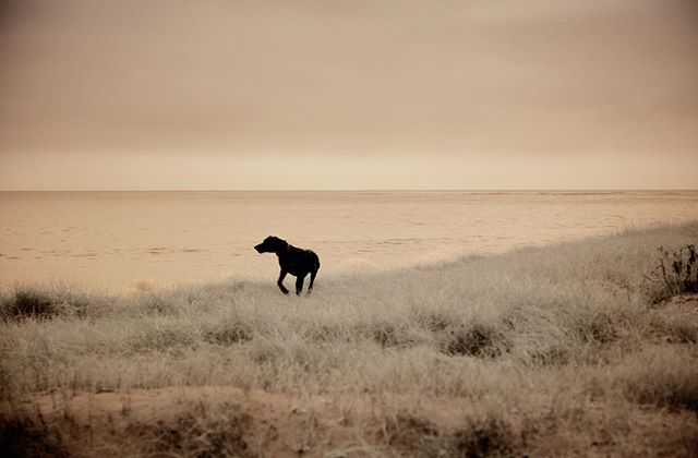 Black Dog #iledere #&icirc;leder&eacute; #ilederetourisme #arsenr&eacute; #france #france🇫🇷 #ocean #oceanview #dog #dogsofinstagram #animals #animalphotography #animalphotographer #canonphotography #canon