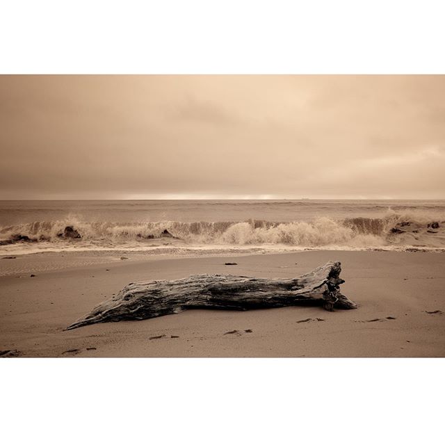 Tree #ileder&eacute; #iledere #arsenr&eacute; #france #france🇫🇷 #ocean #sea #seascapephotography #seascape #landscapephotography #canonphotography #canon