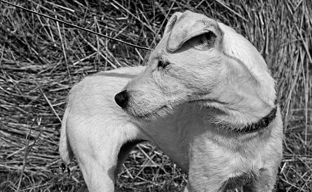 Brigitte... my favourite dog #dog #dogsofinstagram #dogoftheday #doglovers #dogs #doglover #animals #animal #chien #animalphotographer #animalphotography #dogphotography #leica #leicauk #leicacamera #leicamonochrom