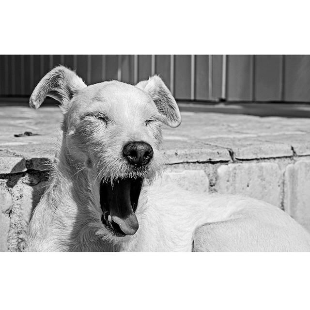 Brigette #dog #dogs #dogsofinstagram #princess #dogoftheday #doglover #terriersofinstagram #jackrussellterrier #patterdaleterrier #animals #animal #animalphotography #animalphotographer #dogphotographer #dogphotography #leica #leicacamera #france #il