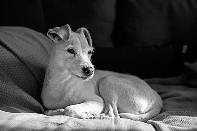 Brigitte #dog #dogsofinstagram #dogs #dogoftheday #doglover #terrier #jackrussellterrier #animal #animals #animalphotographer #animalphotography #dogphotography #france🇫🇷 #france #iledere #ilederetourisme #leica #leicacamera #leicamonochrom246