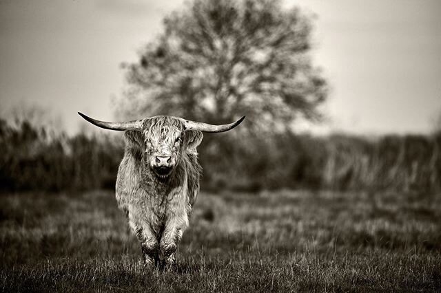 Cattle, Brouage France #cattle #cow #bull #france #france🇫🇷 #marsh #marais #brouage_officiel #charentemaritime #animals #animal #animalovers #animalsofinstagram #animalphotography #animalphotographer #marsh #canon #canonuk