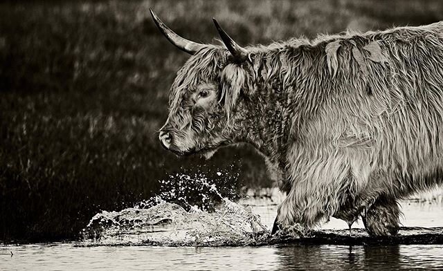 Cattle, Brouage France #cattle #highlandcow #cow  #bull #animals #animal #marshland #climatechange #animalphotography #animalphotographer #animalsofinstagram #france #france🇫🇷 #charantemaritime #canonphotography #canon #canonfrance