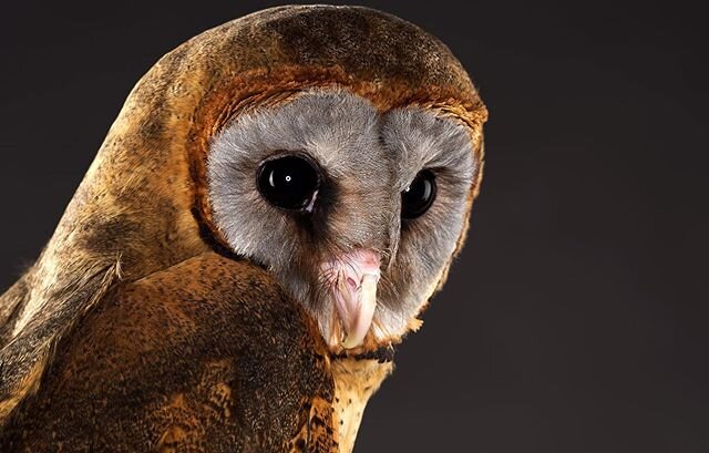 Ashy Faced Owl #owl #owls #bird #birds #birdsofprey #birdphotography #animals #wildlife #animalphotography #animalphotographer #leica  #leicawetzlar #leicamayfair #leicafr #leicauk