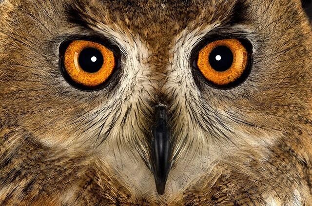 Eagle Owl #owl #owls #bird #birds #birdphotography #animals #animalphotographer #animalphotography #leicamayfairstore #leicawetzlar #leica #leicas #birdsofprey #wild #wildlife