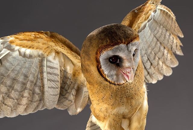 Ashy Faced Owl #owl #owls #owlsofinstagram #bird #birds #birdwatching #birdphotography #animals #animalphotography #animalphotographer #wildlifephotography #wild #leica #leicas #leicamayfairstore #leicamayfair #leicagallerywetzlar