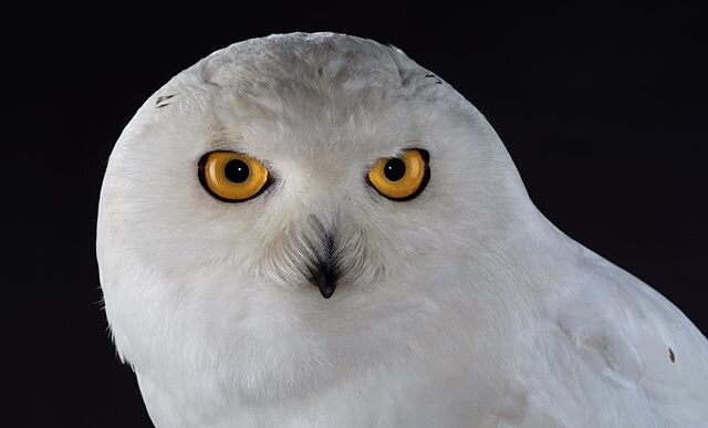 Snowy Owl #owls #owl #owlsofinstagram #snowyowls #snowyowlsofinstagram #bird #birds #birdsofprey #animals #animal #animalphotographer #animalphotography #wild #leica #leicas #leicawetzlar