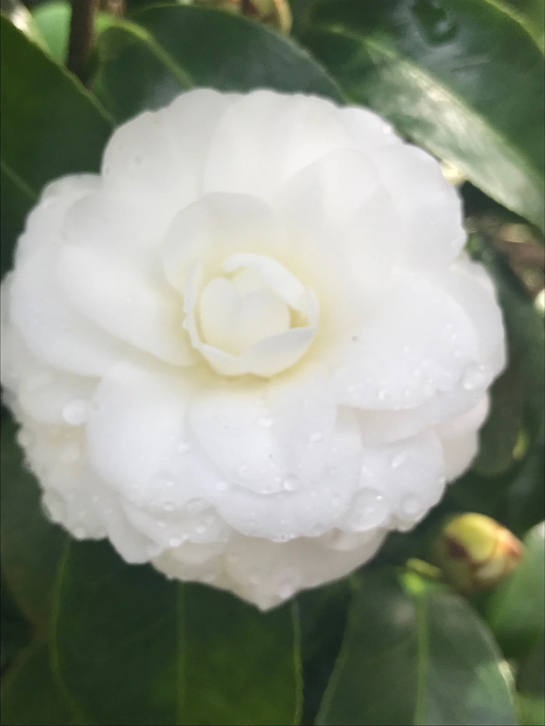 IMG_4257.jpeg