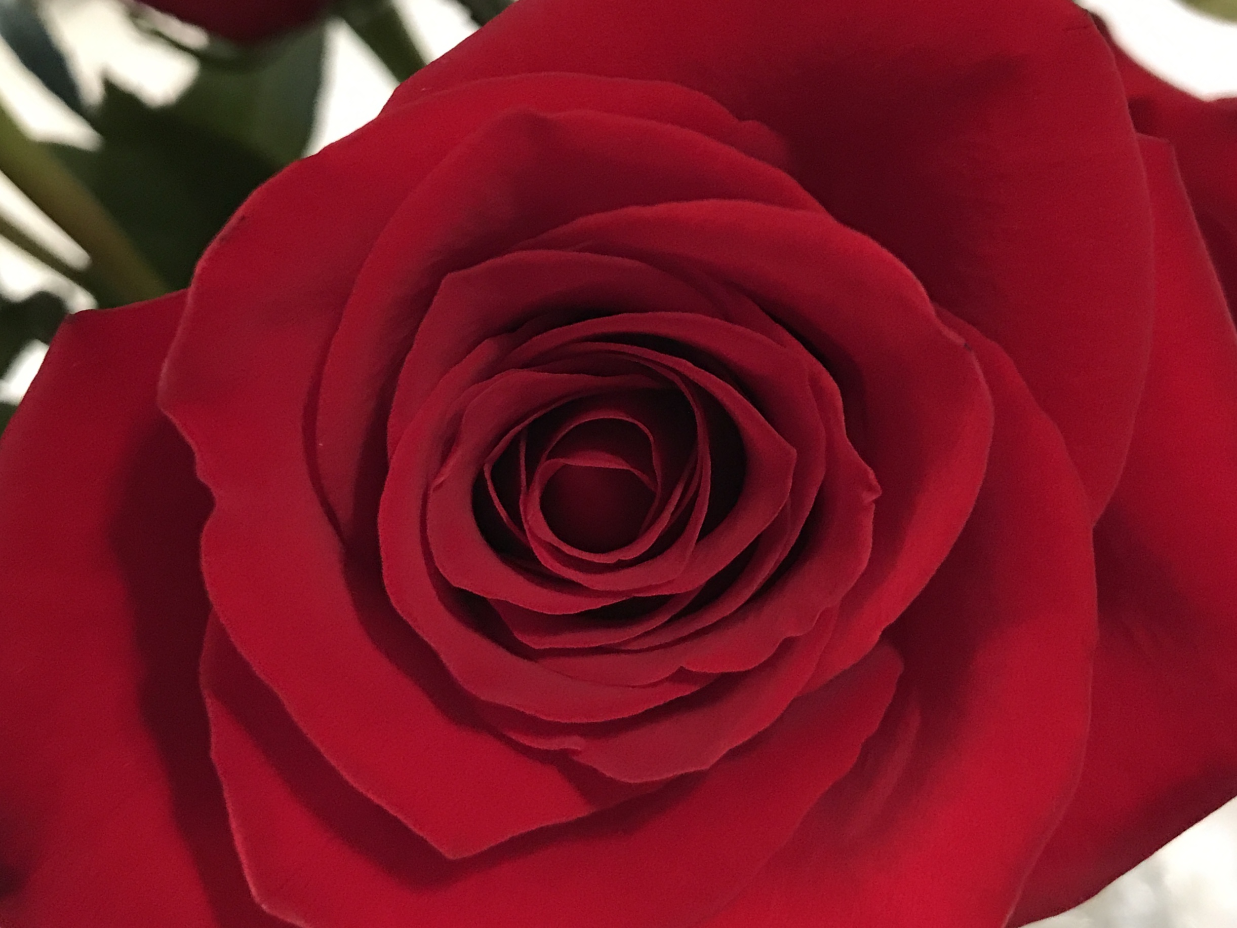 IMG_4045.jpeg