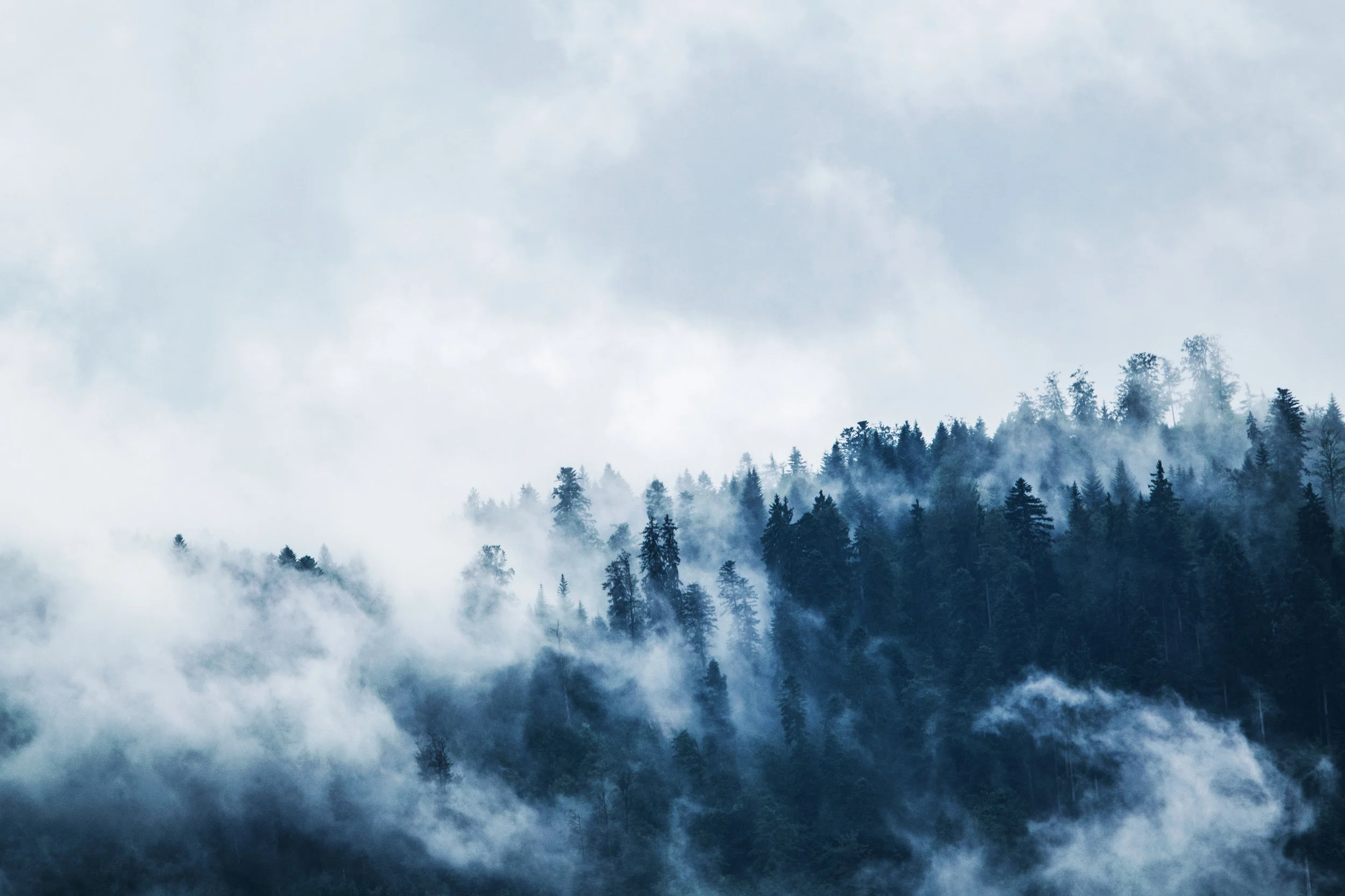 Trees.jpeg