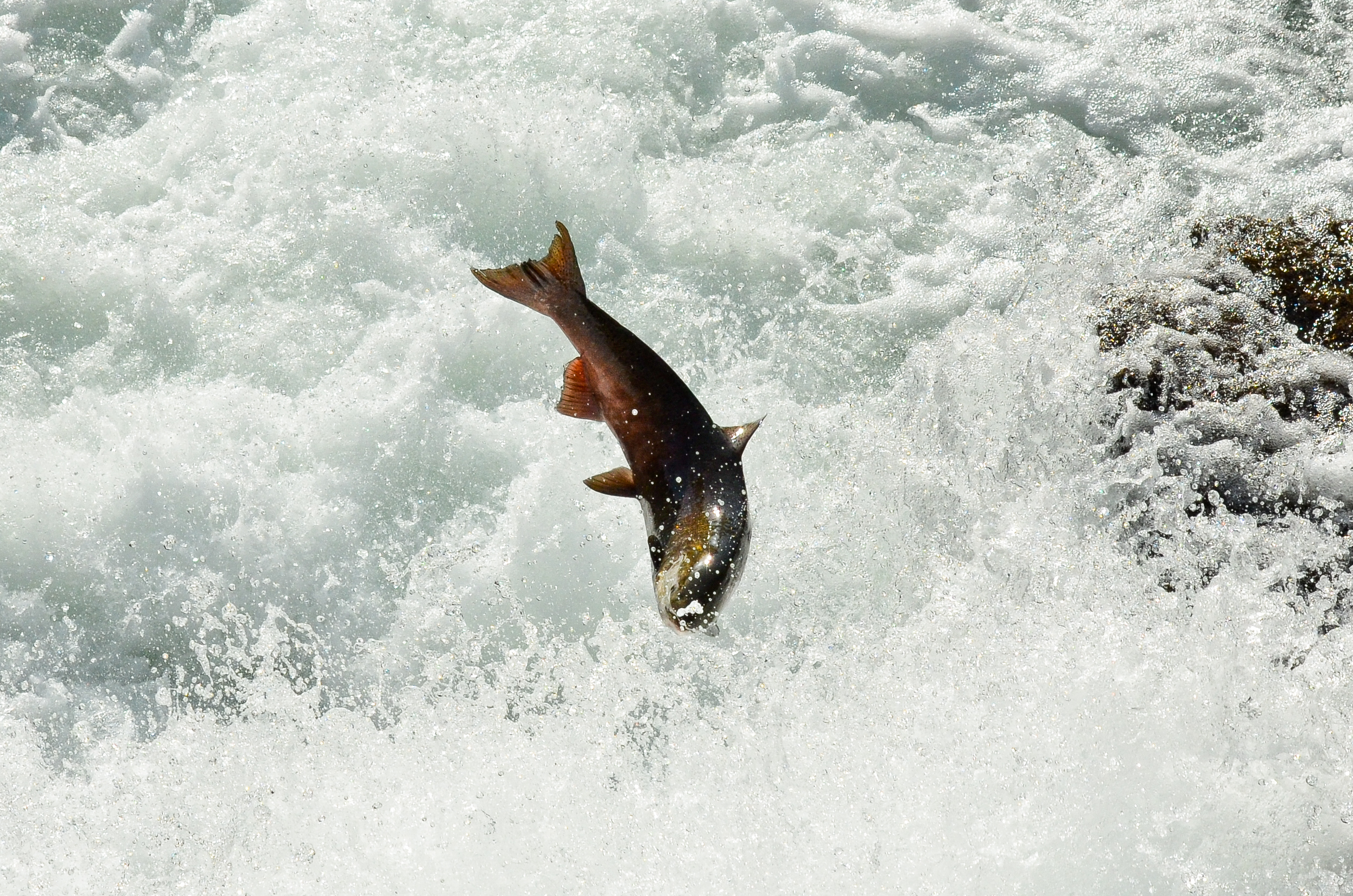 Fish jumping