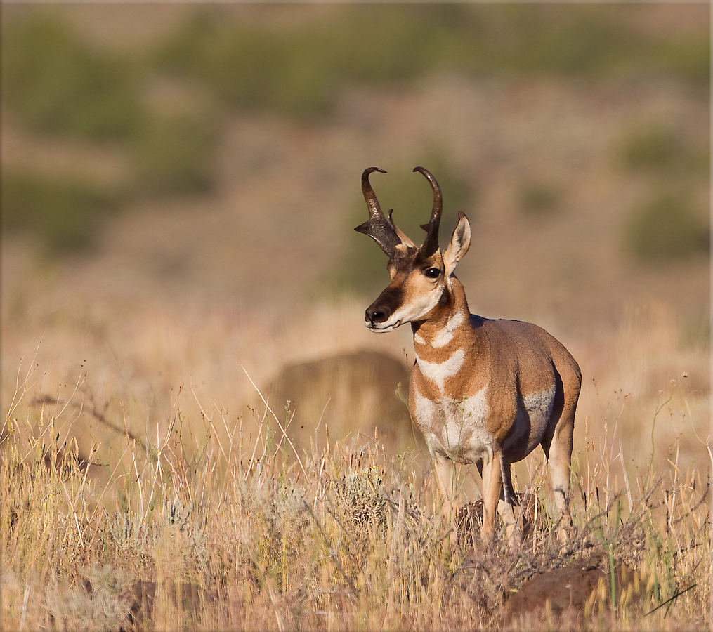 Antelope2 pic by Nevada Dept of Wildlife.jpg