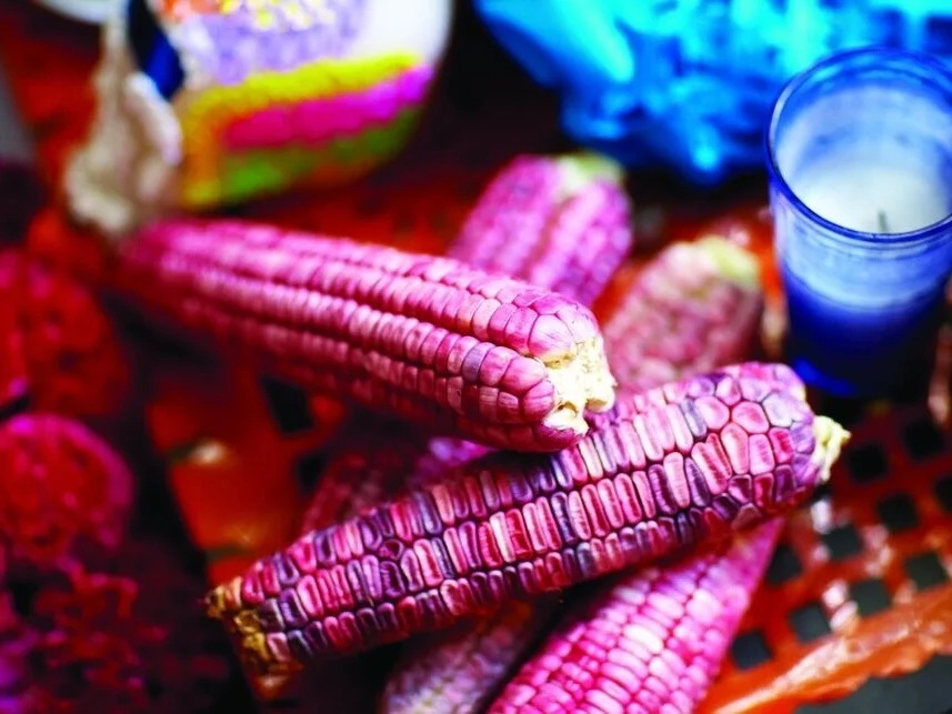 Purple Corn