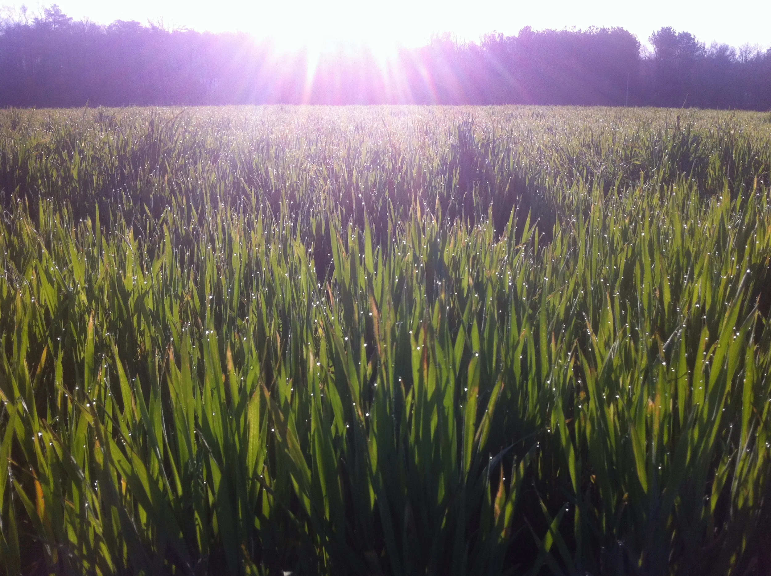 Against the Grain, with Purpose: Red Tail Grains