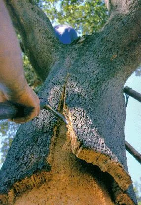 alcornoque2.jpg