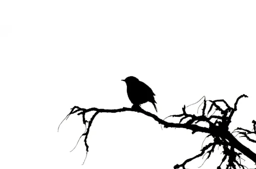 vector-silhouette-of-the-bird.jpg