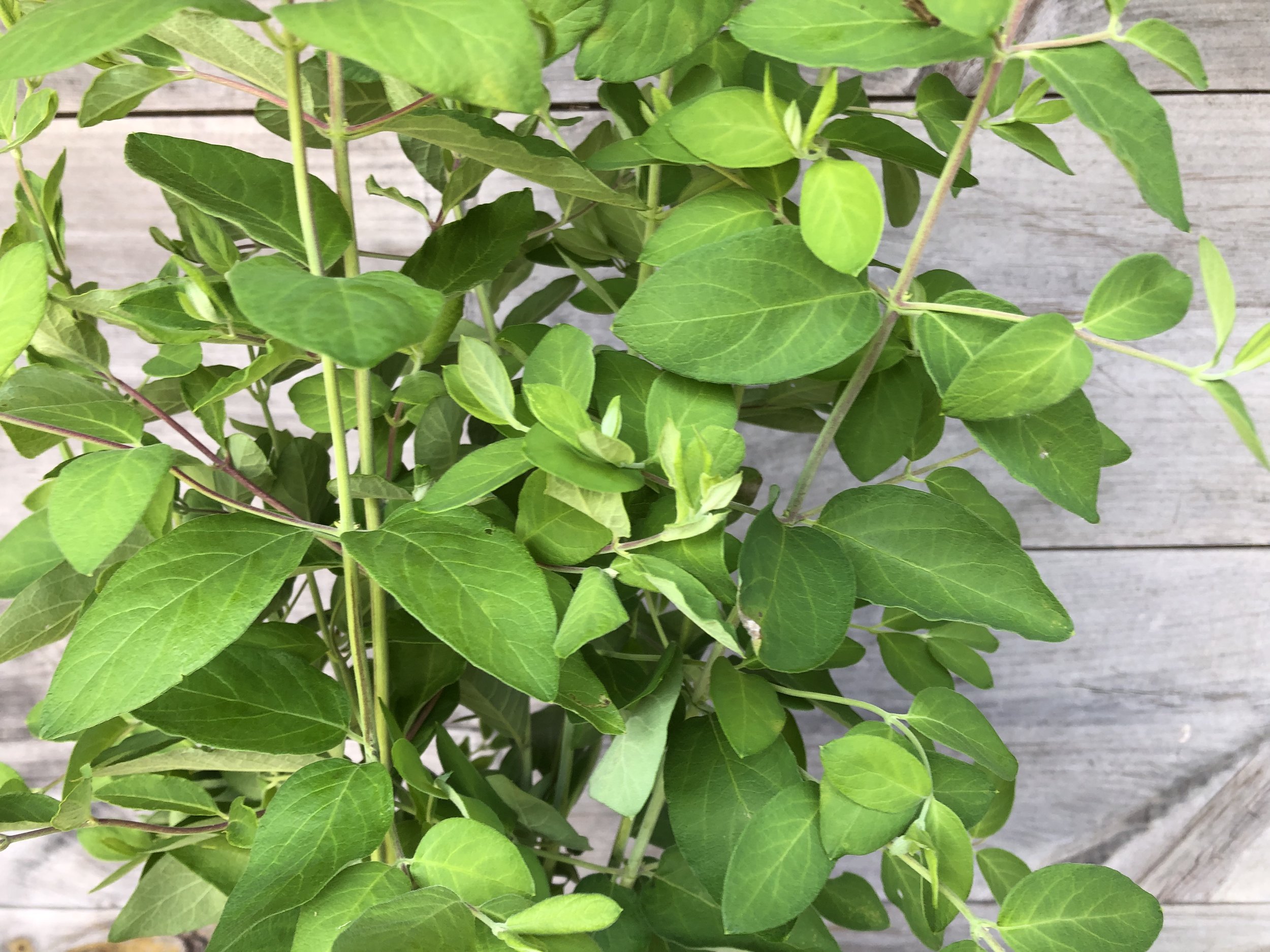 Foliage, Honeysuckle
