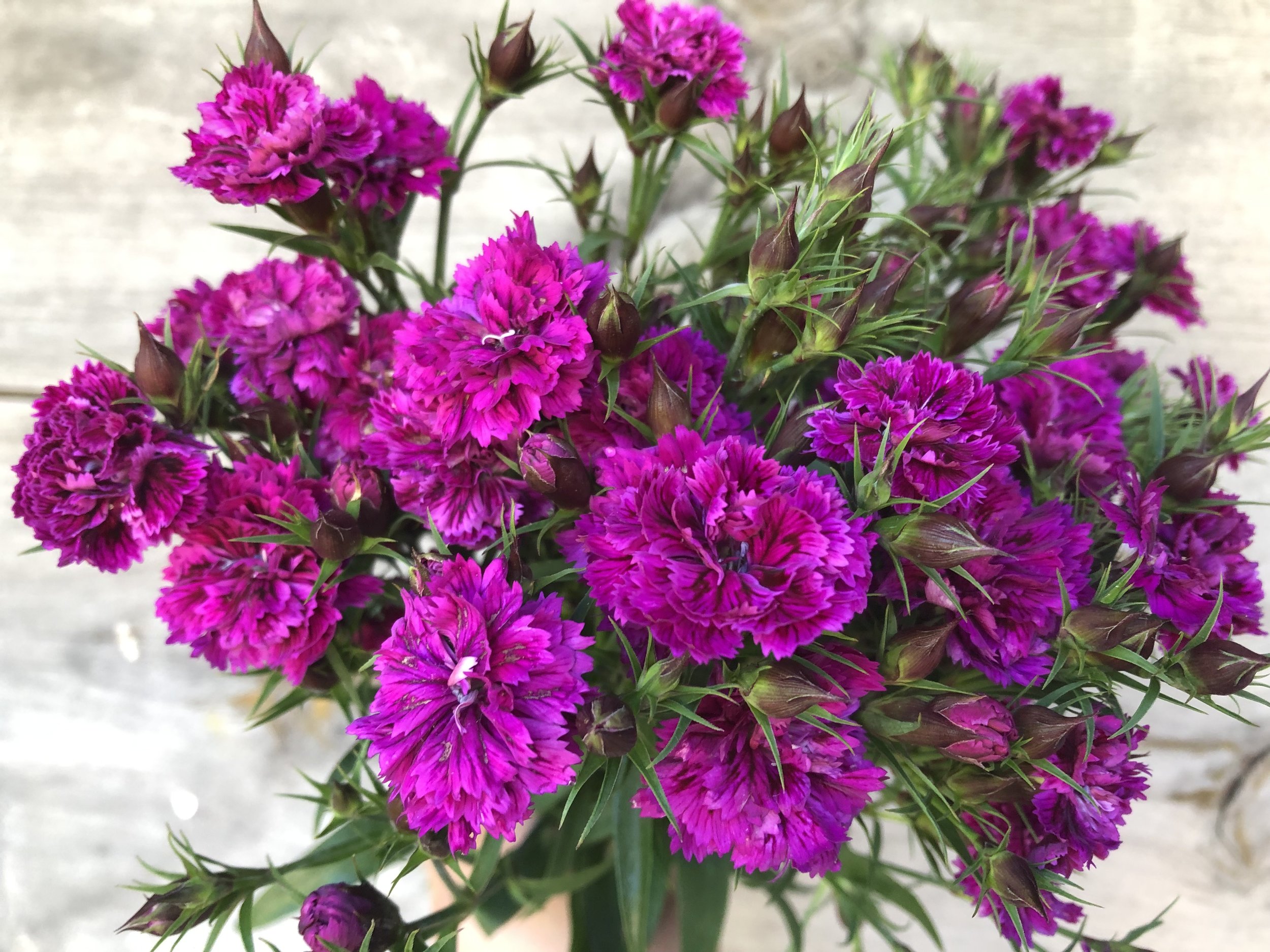 Dianthus, Dynasty Rose