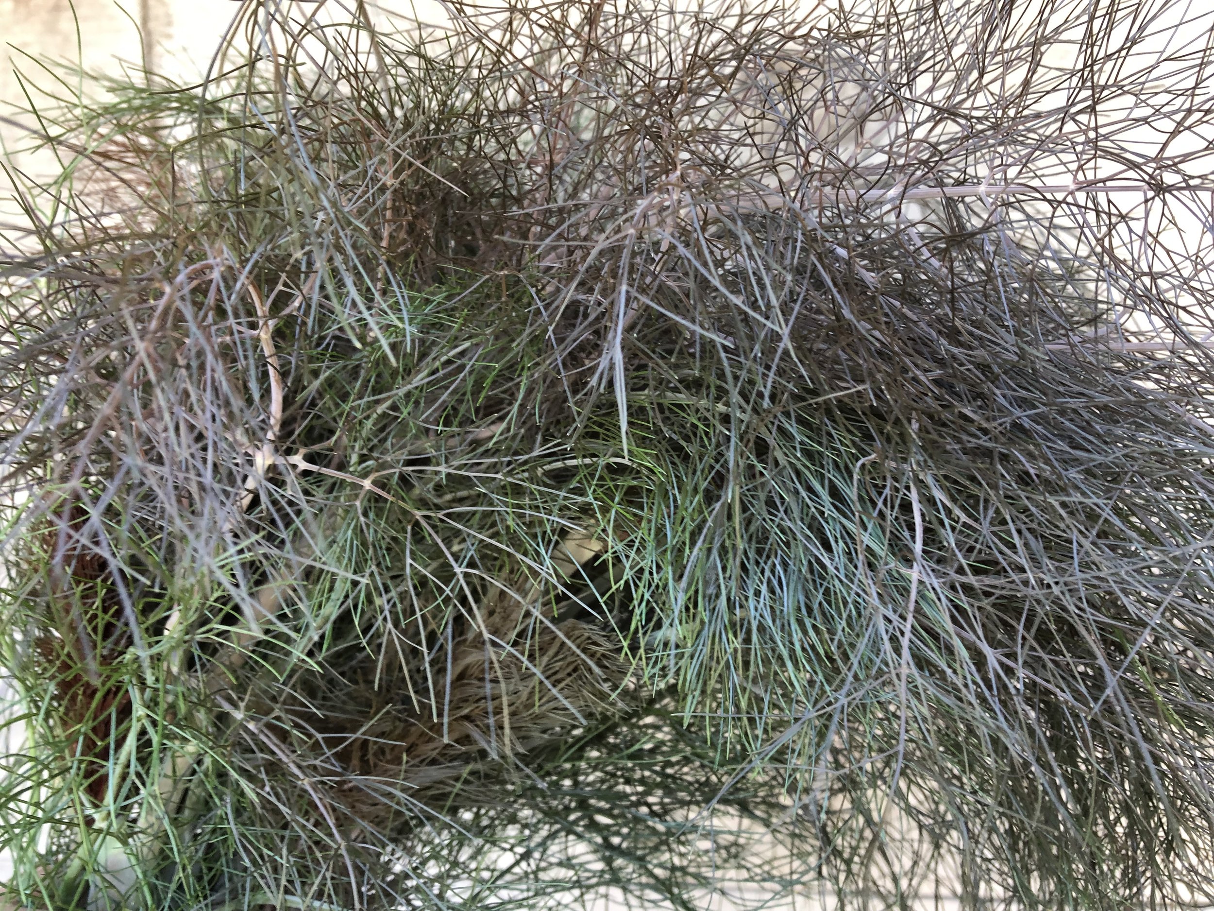 Foliage, Bronze Fennel