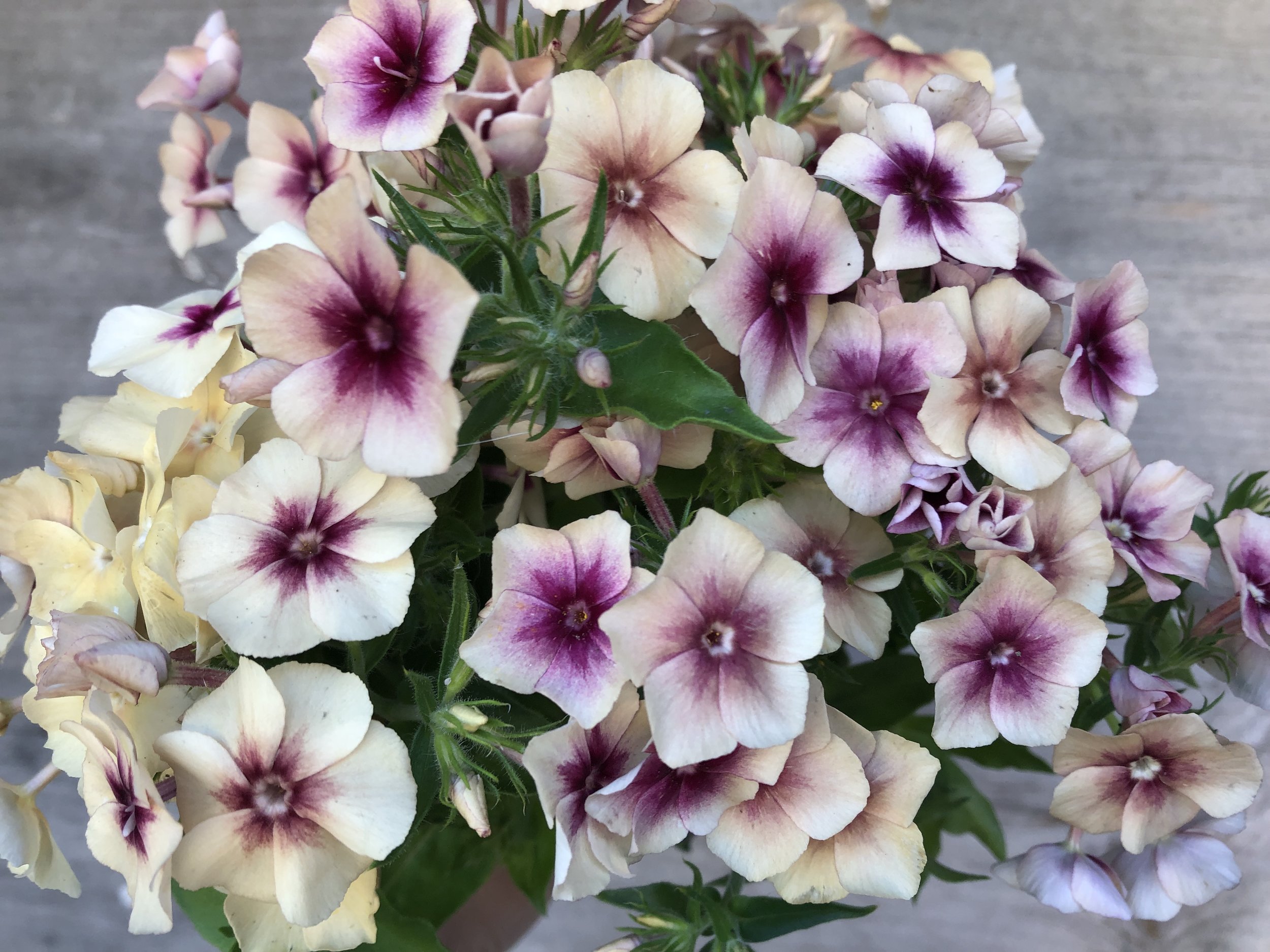 Phlox, Cherry Caramel