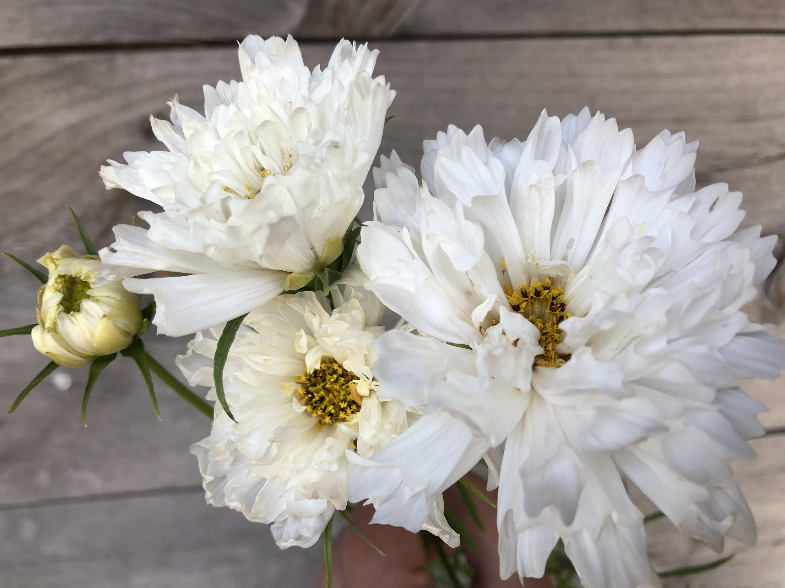 Cosmos, Double Click White