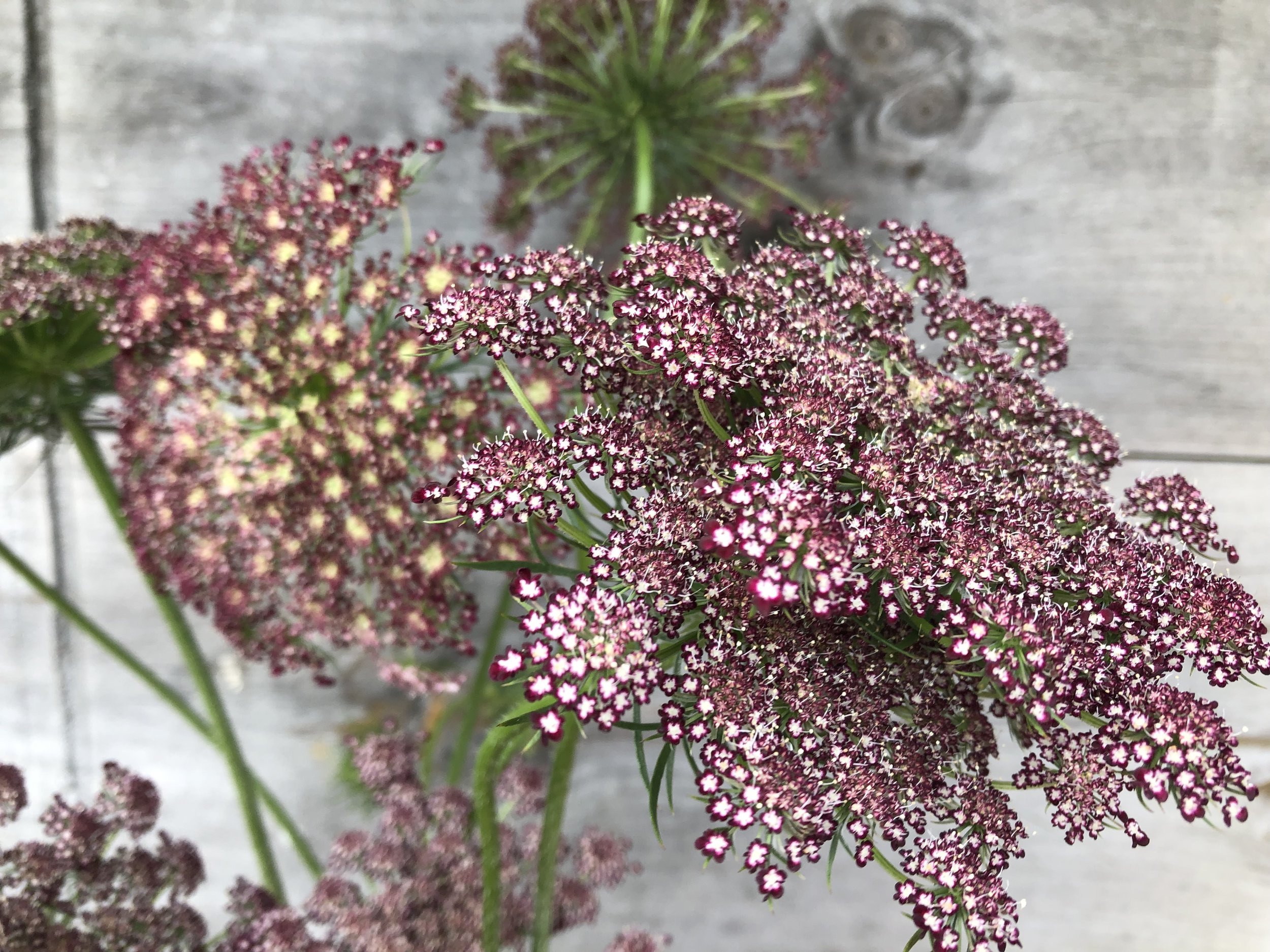 Daucus, Dara Series