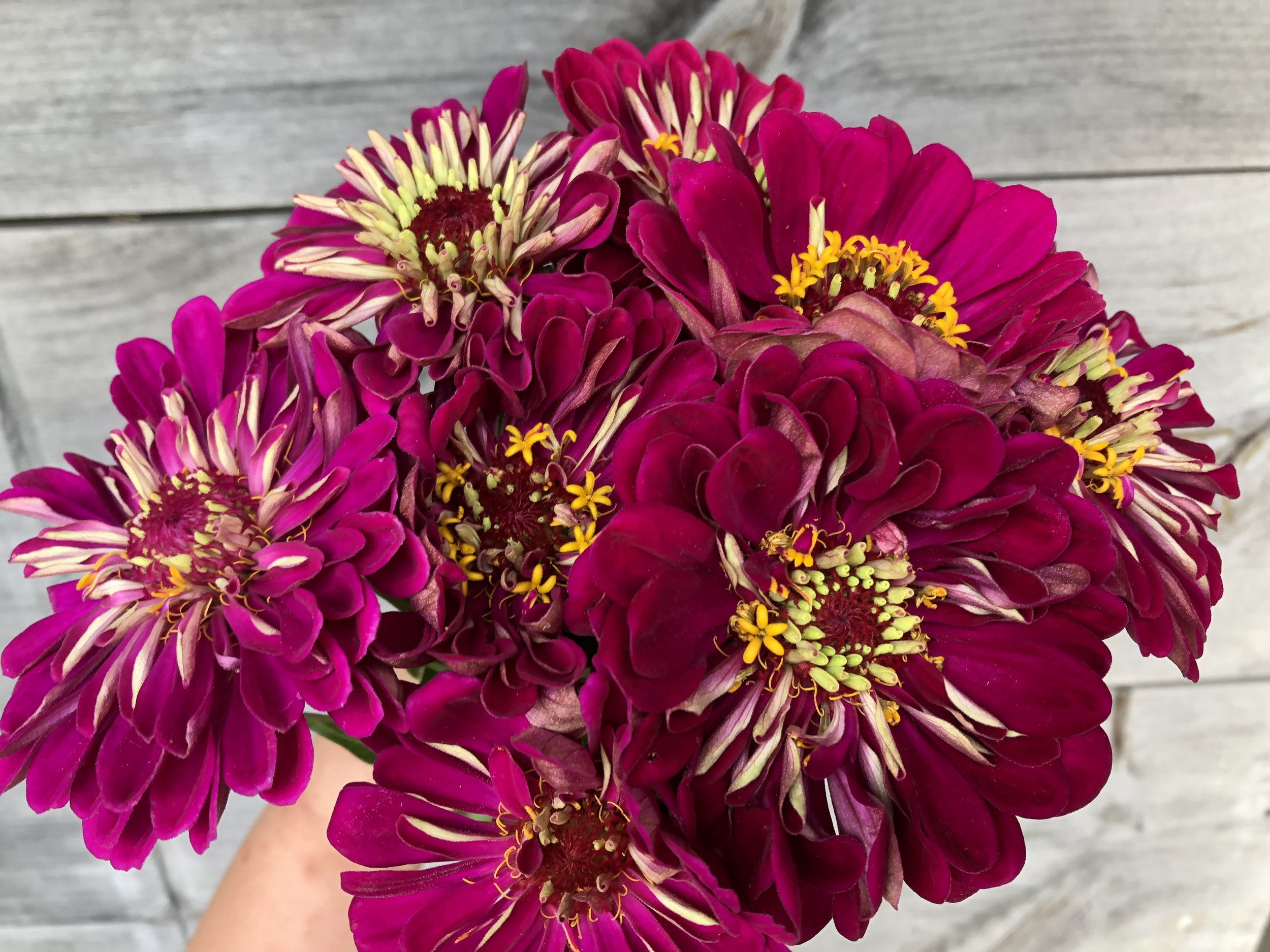 Zinnia, Benary Wine
