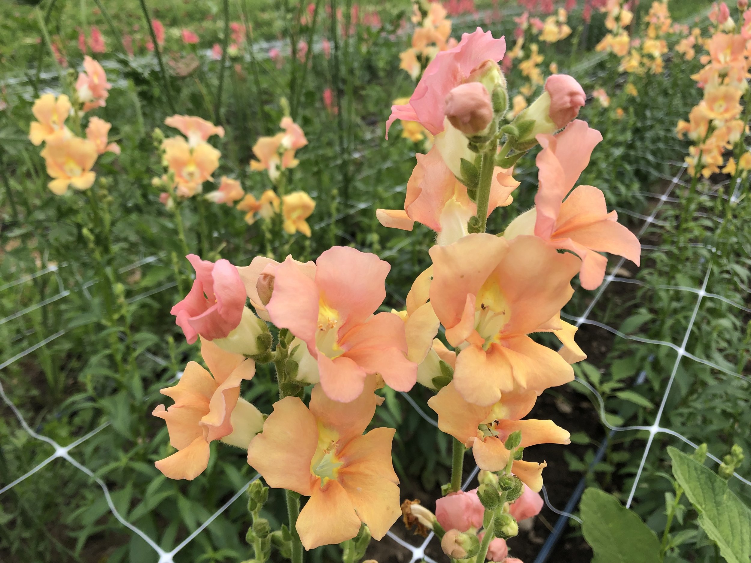 Snapdragon, Chantilly Bronze