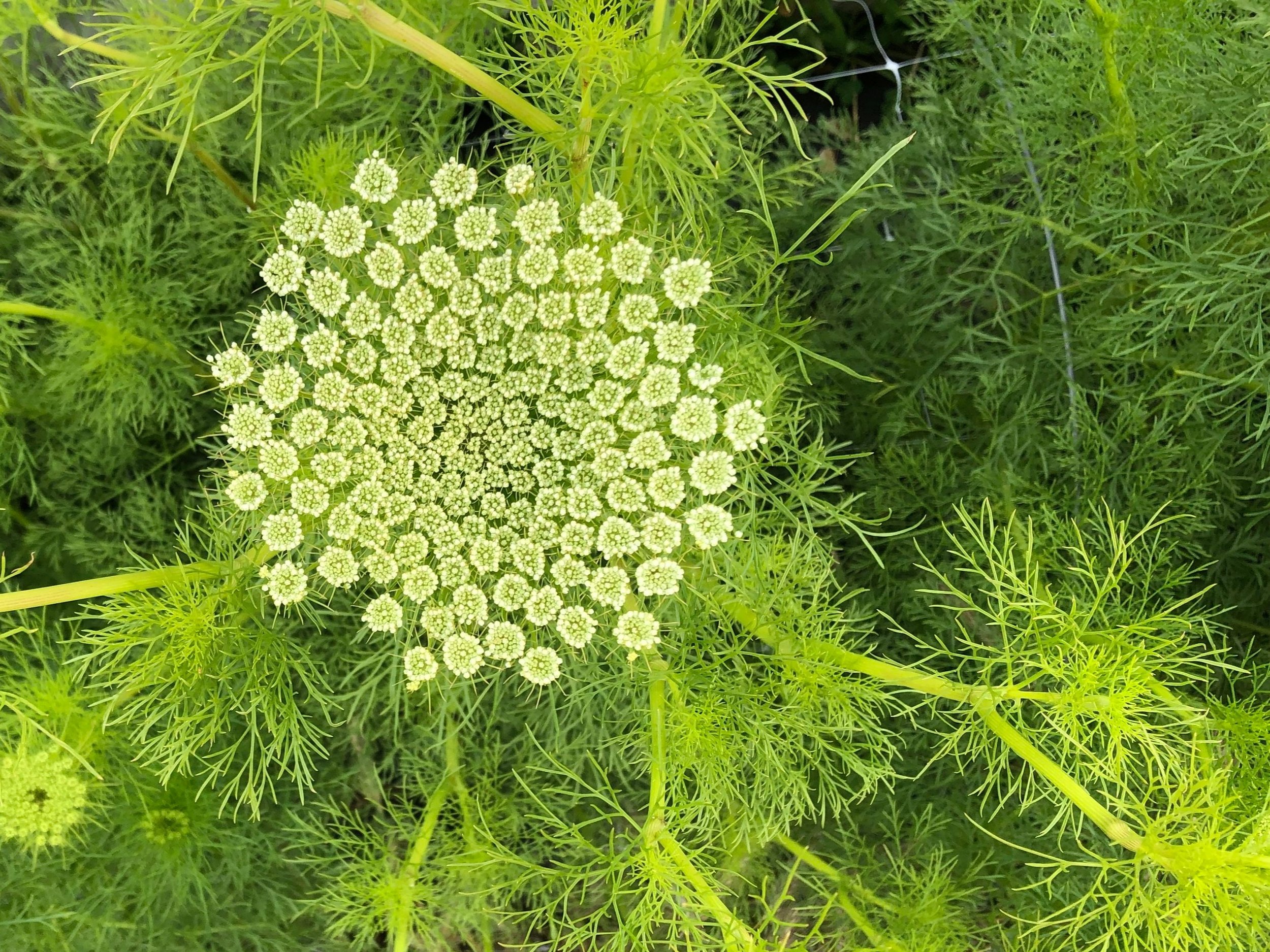 Ammi, Green Mist