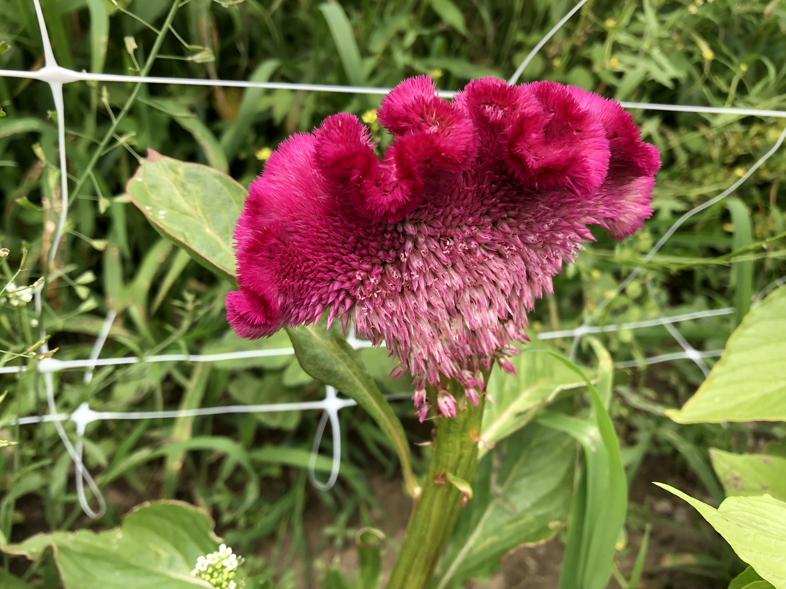 Celosia, Cramer's Rose