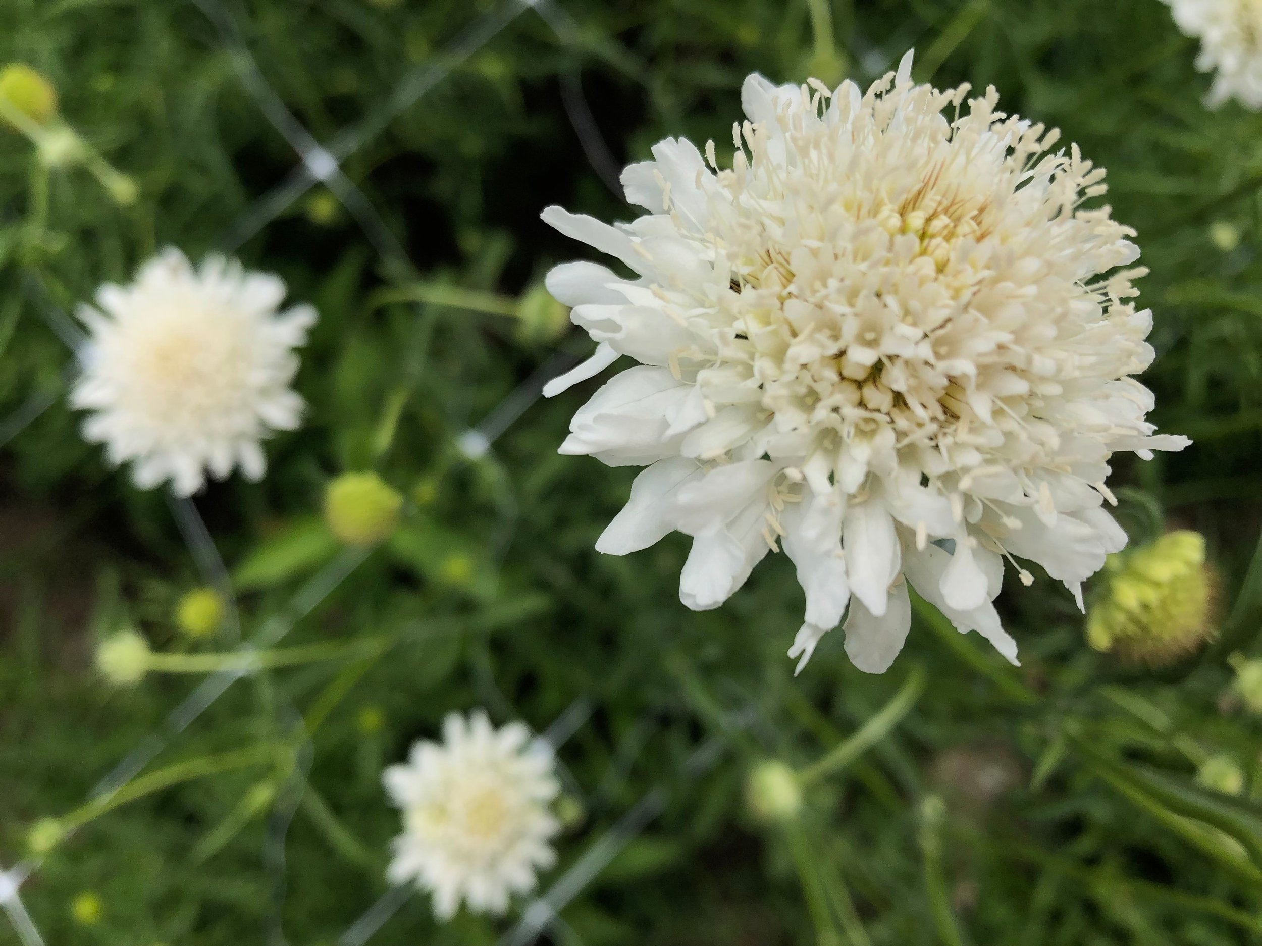 Scabiosa, Snow Maiden