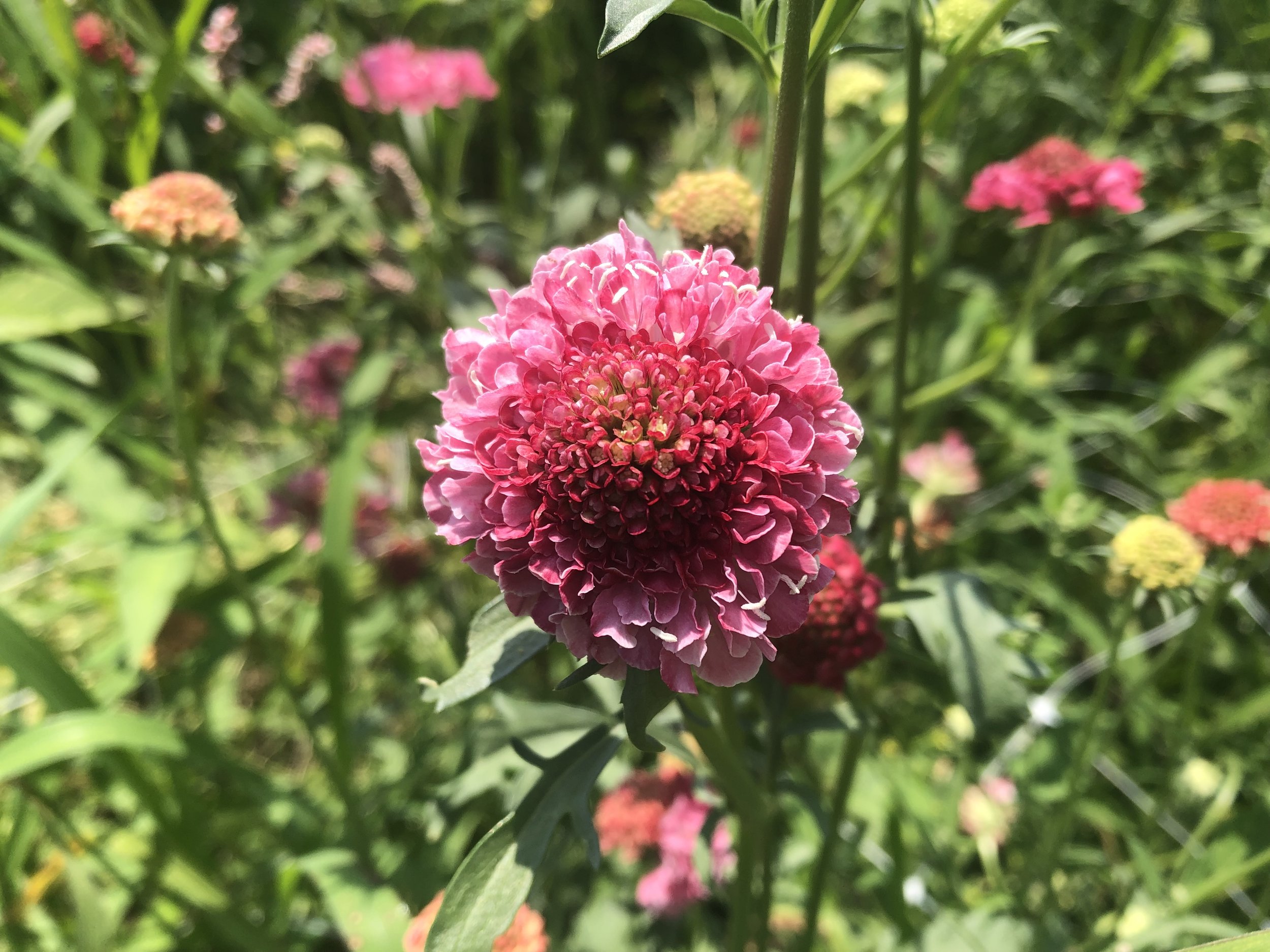 Scabiosa, Salmon Queen