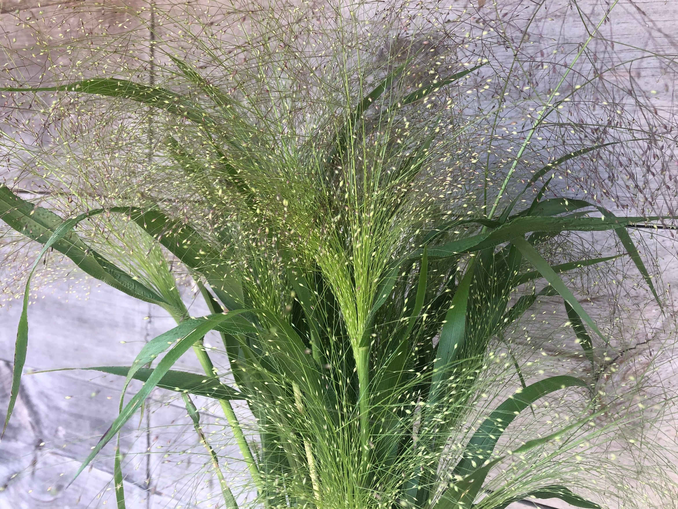 Grass, Frosted Explosion