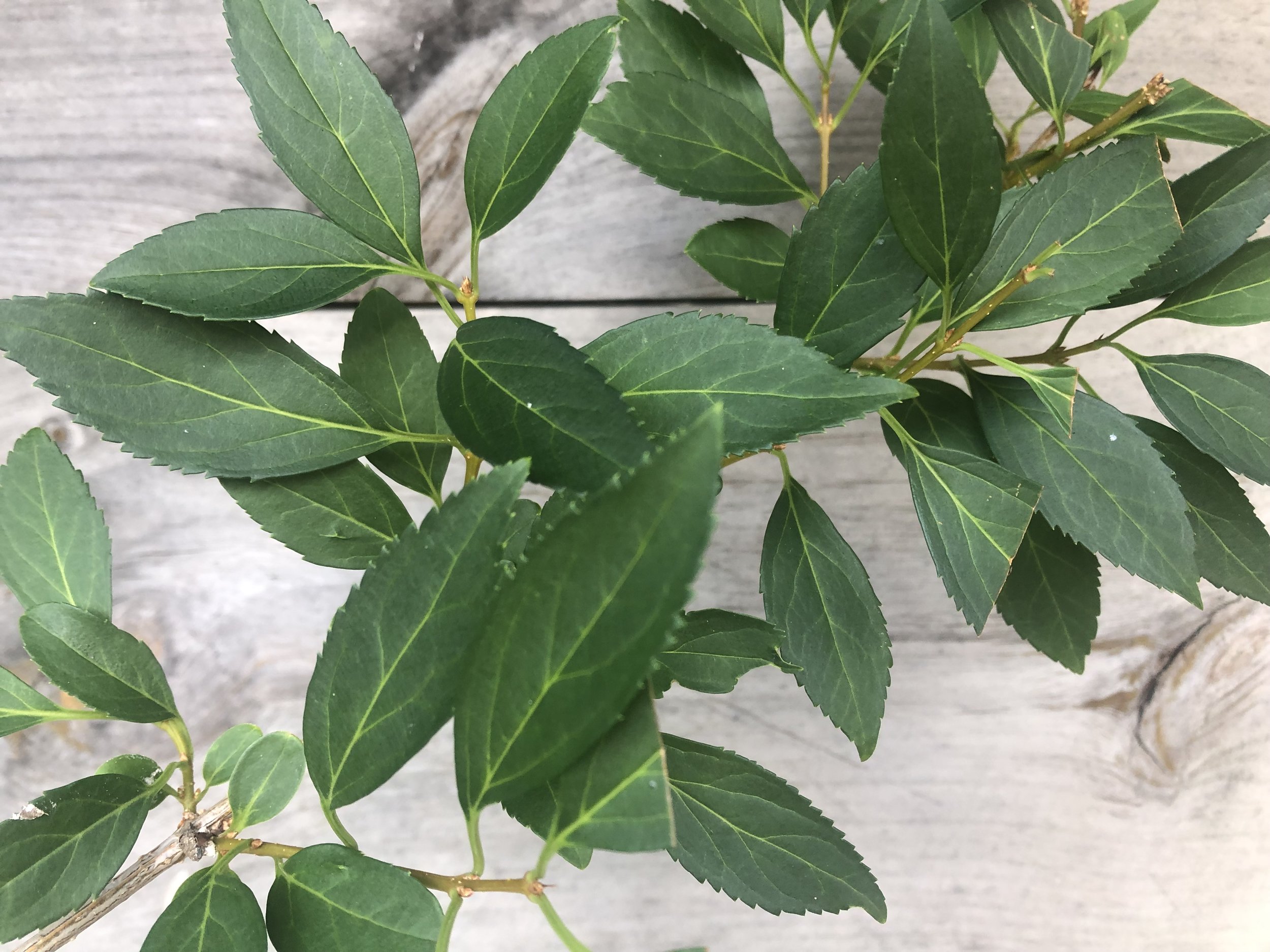 Foliage, Forsythia
