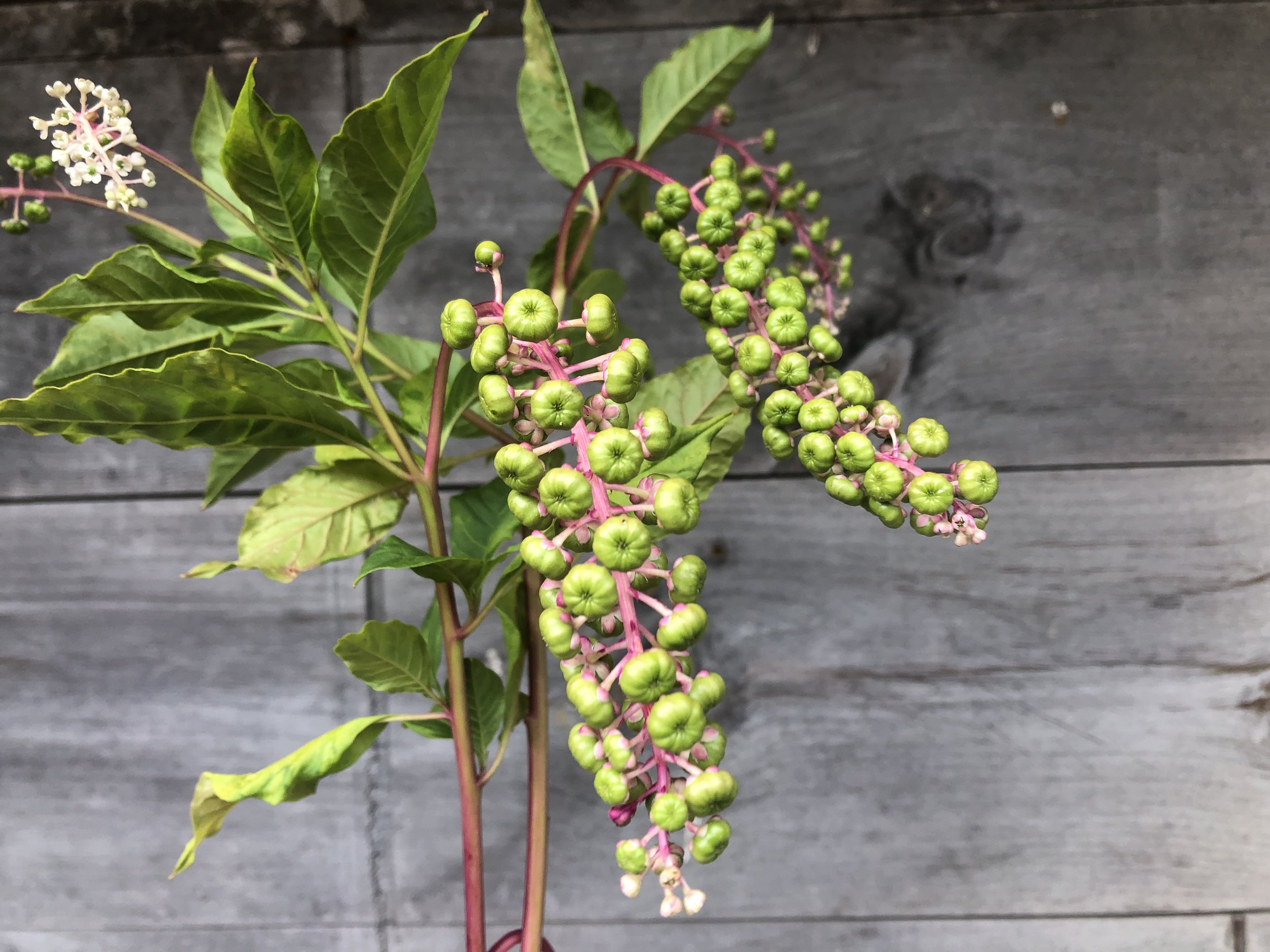 Foliage, Pokeweed American