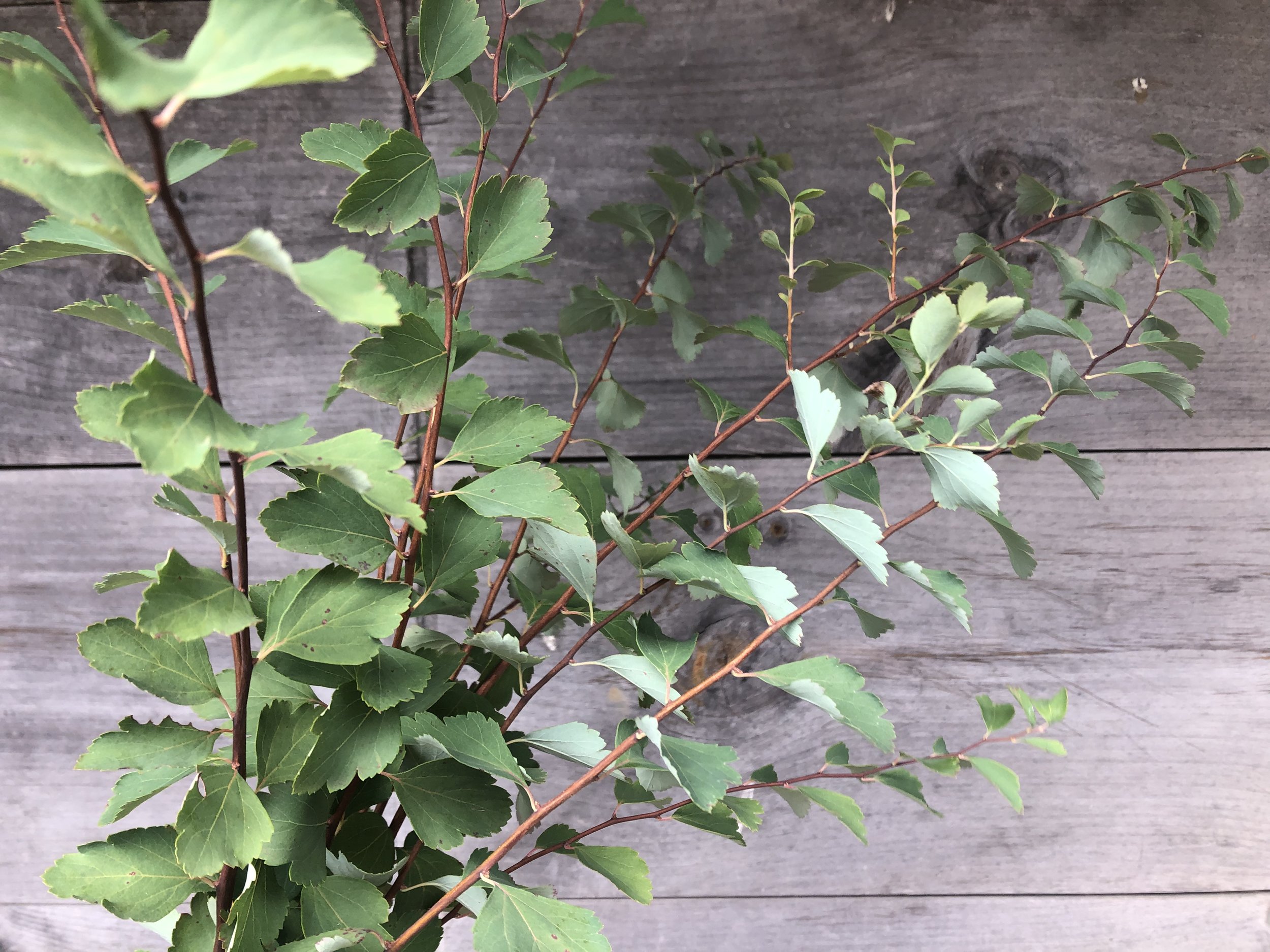 Foliage, Bridal Spirea