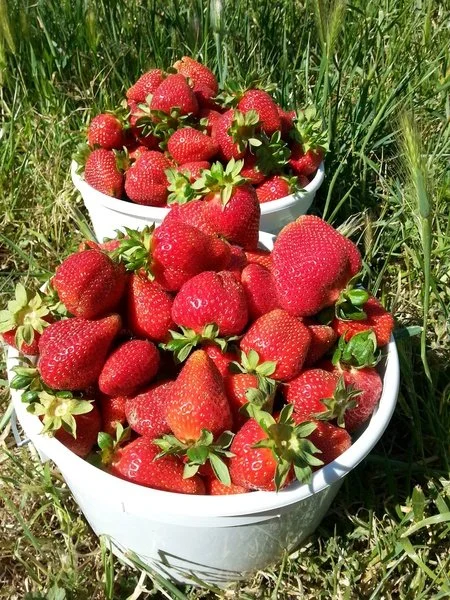 Fruits First: PRIDE U-Pick Party