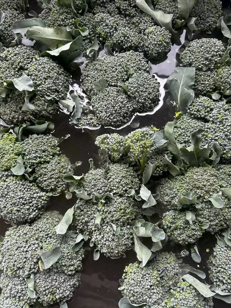 Broccoli and Broccoli Greens — Rock Steady Farm
