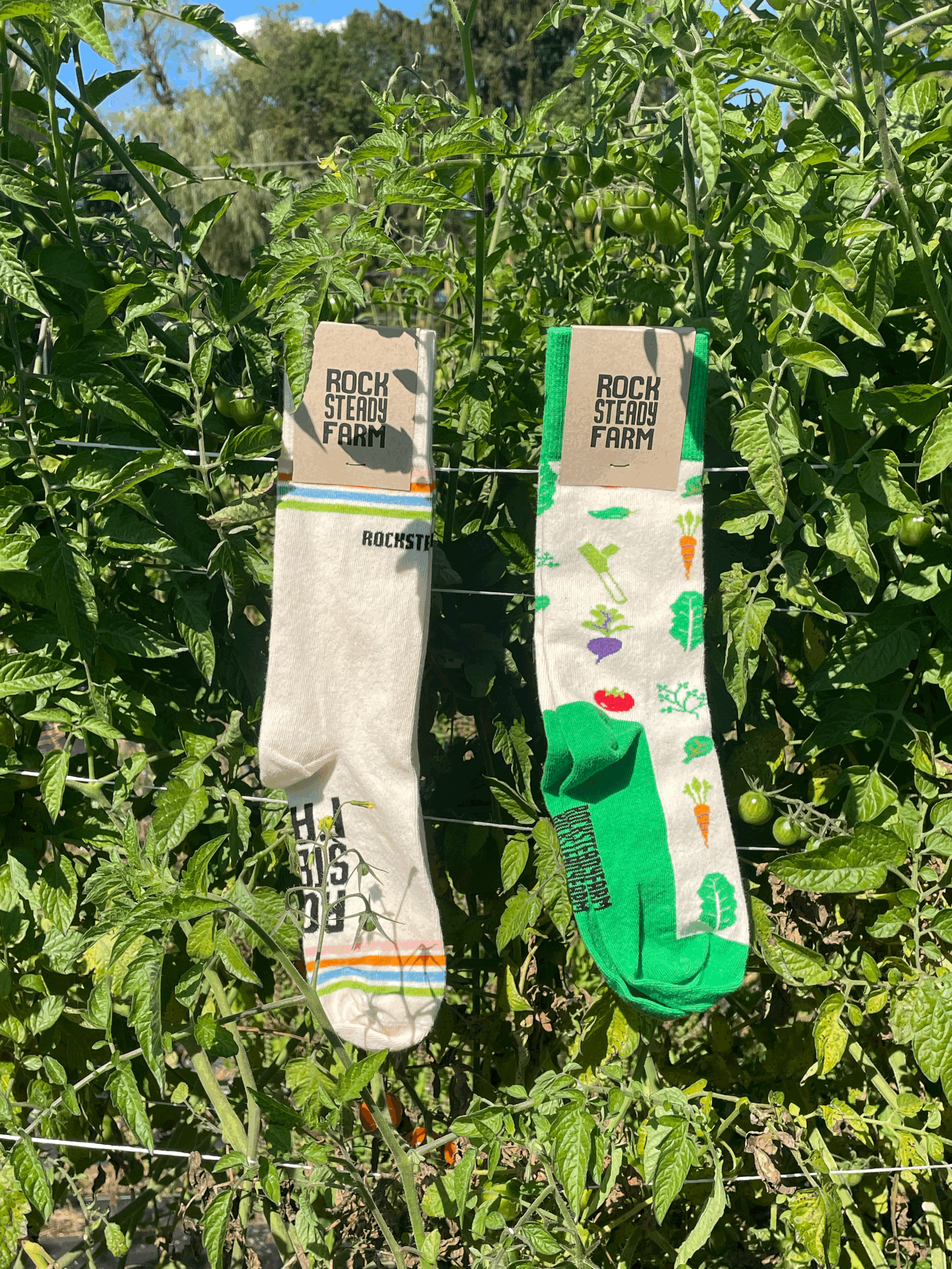 tempImagevuP67v.gif (Copy)