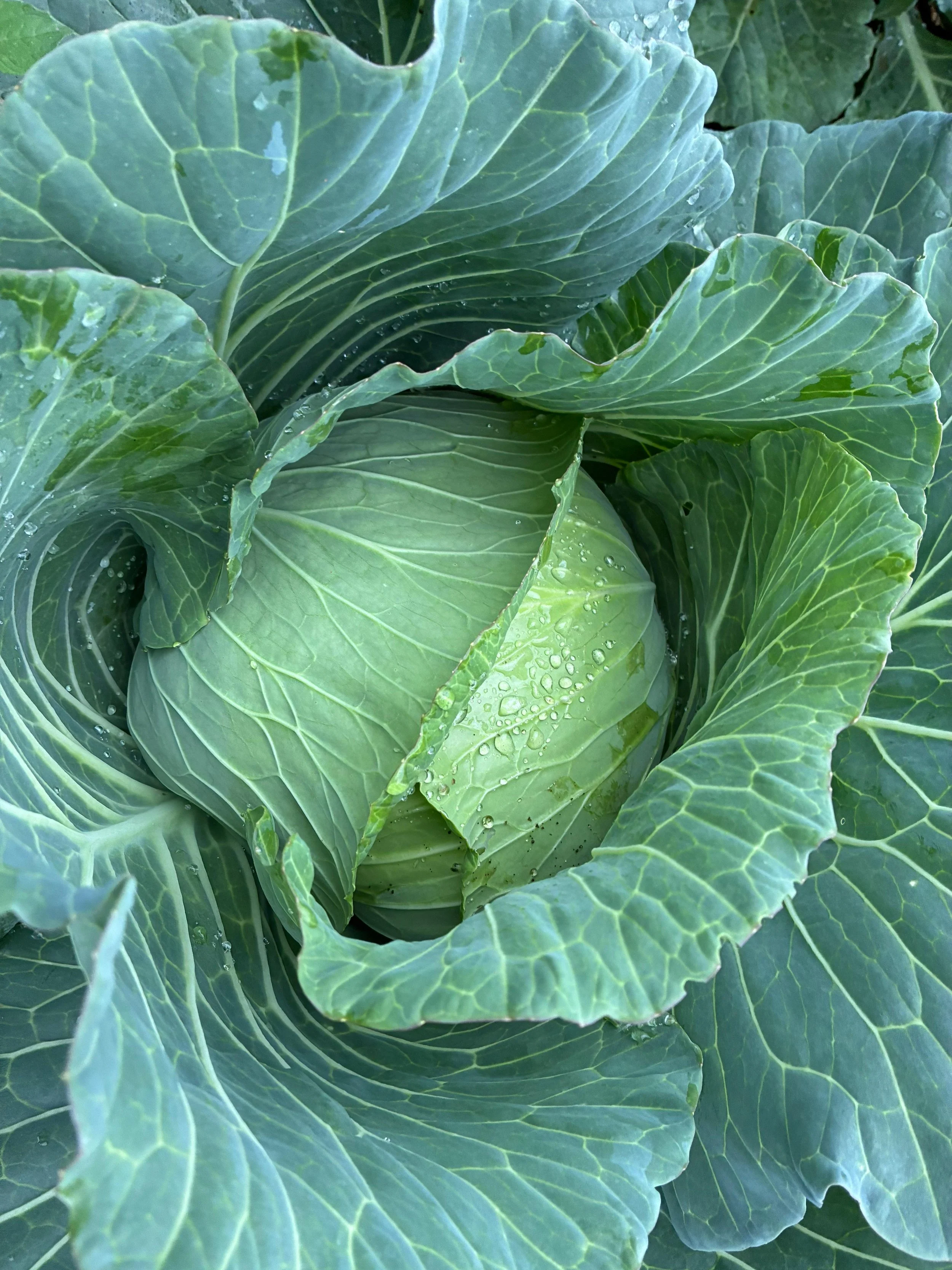 Cabbage — Rock Steady Farm