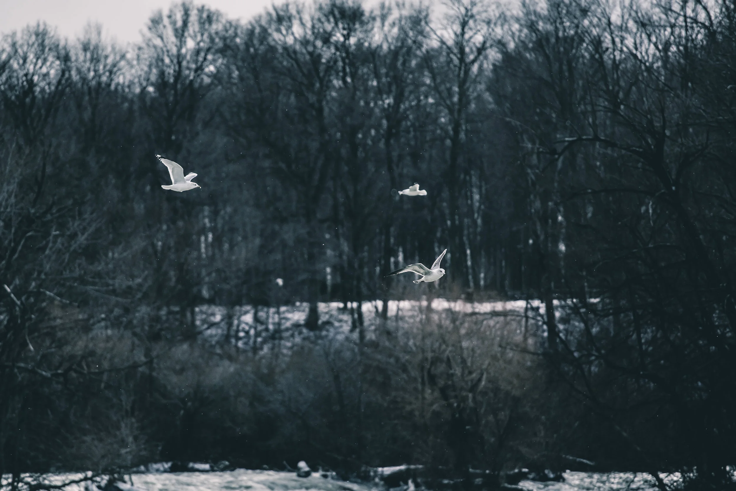 meltataphotography1017394A8964-.jpg