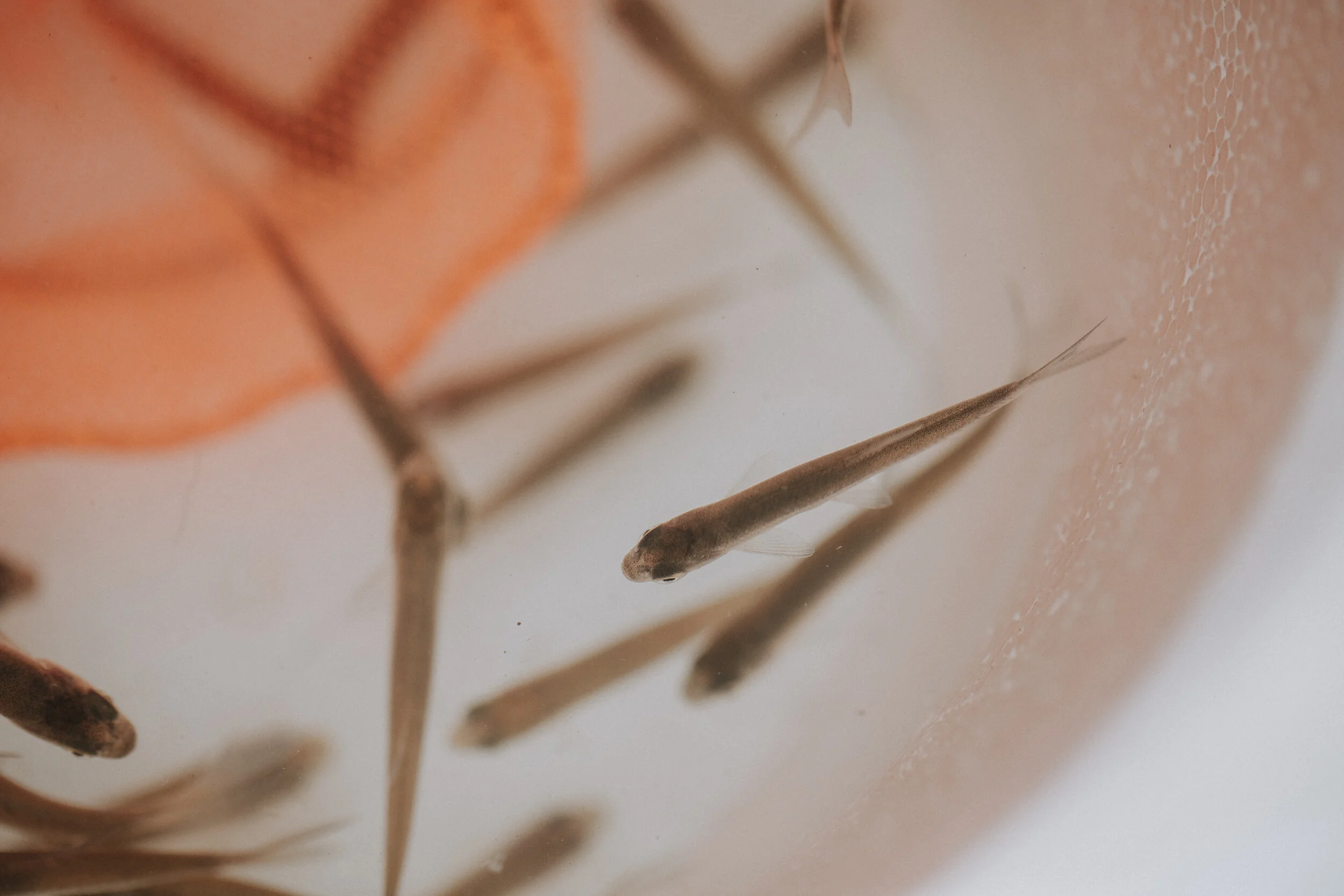 ICEFISHING394A7688.jpg