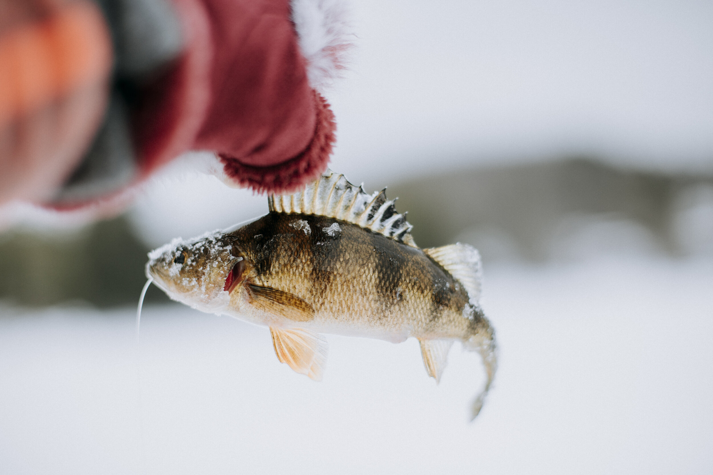 ICEFISHING394A7733.jpg