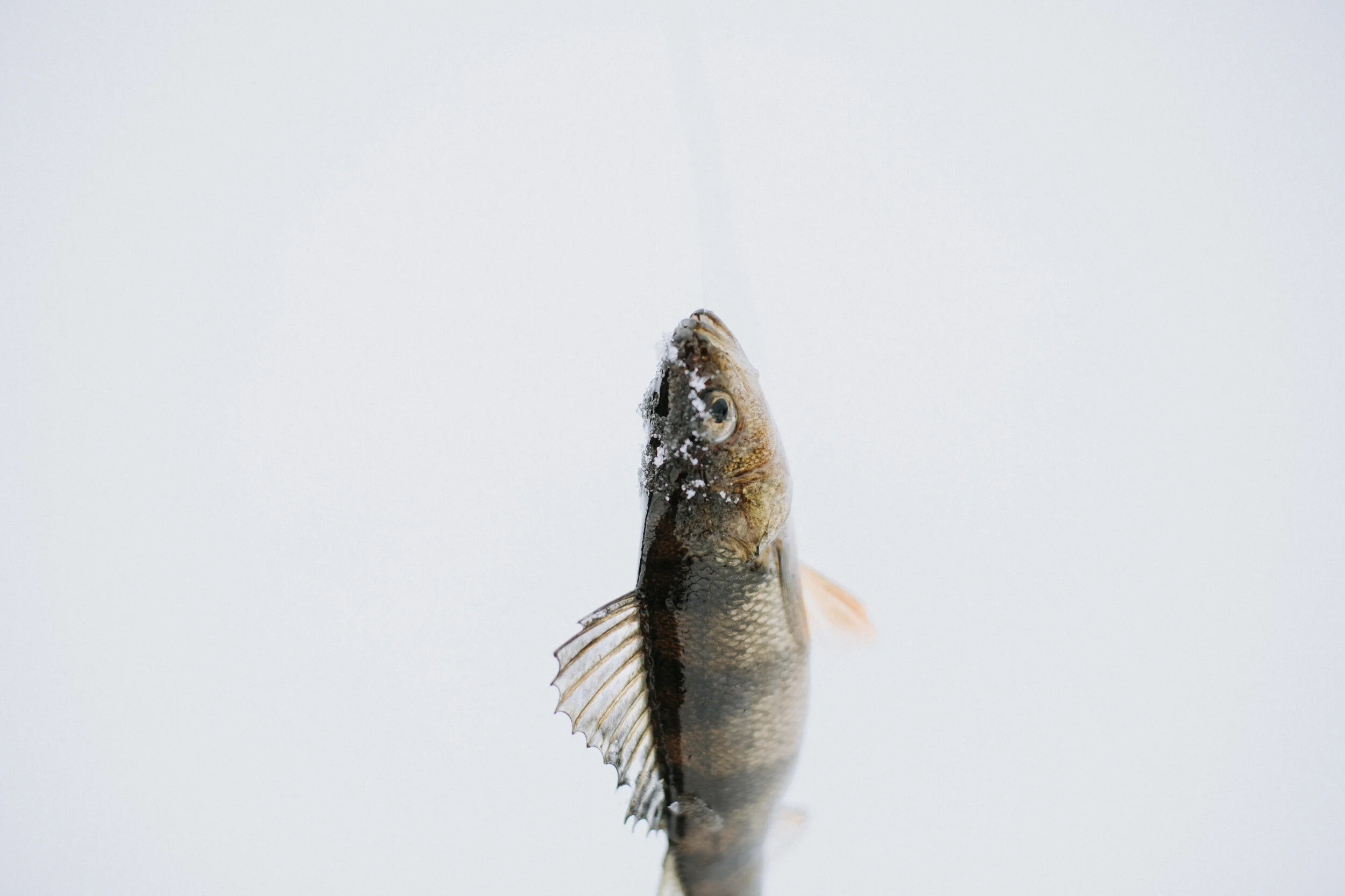 ICEFISHING394A7736.jpg