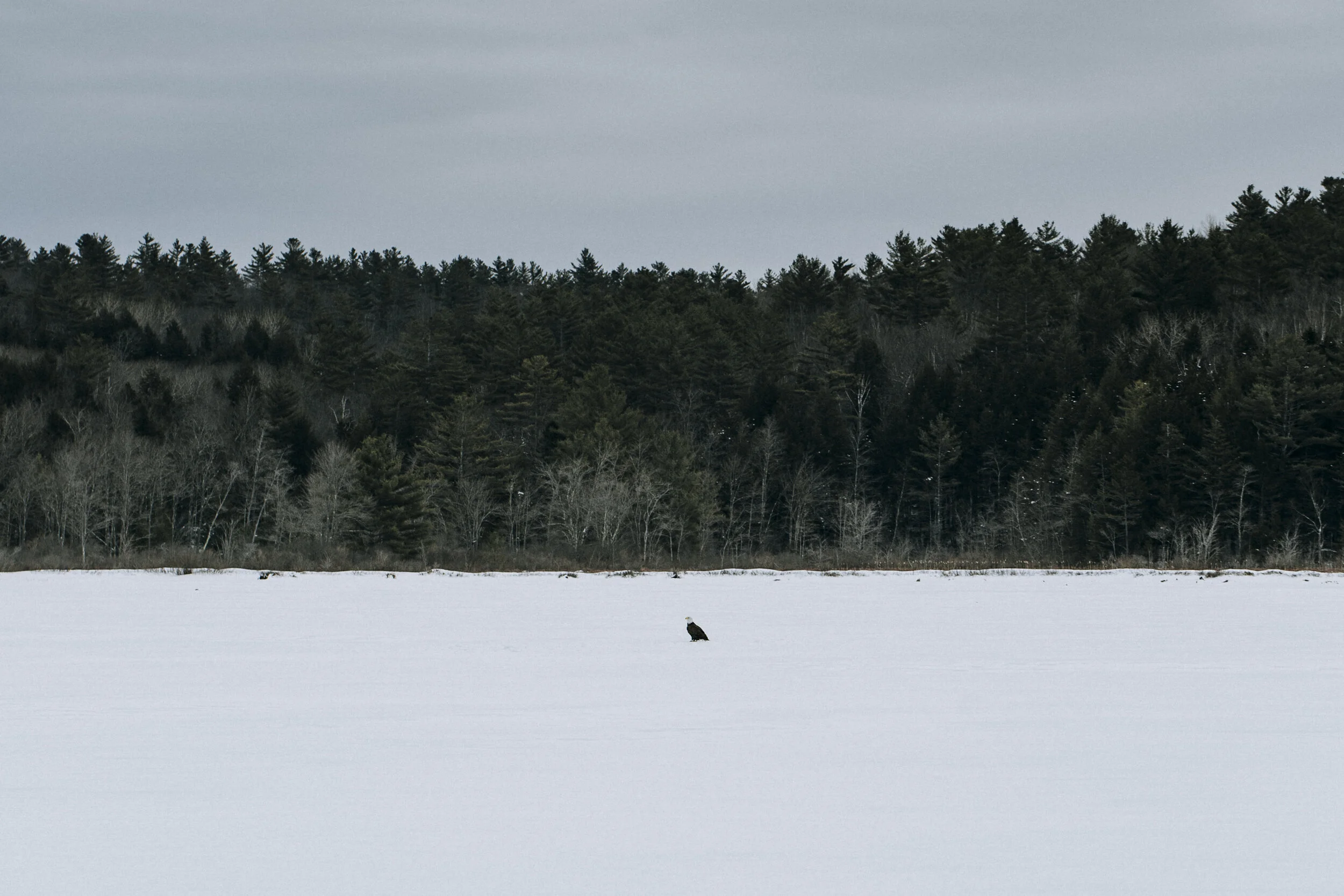 ICEFISHING394A8100.jpg
