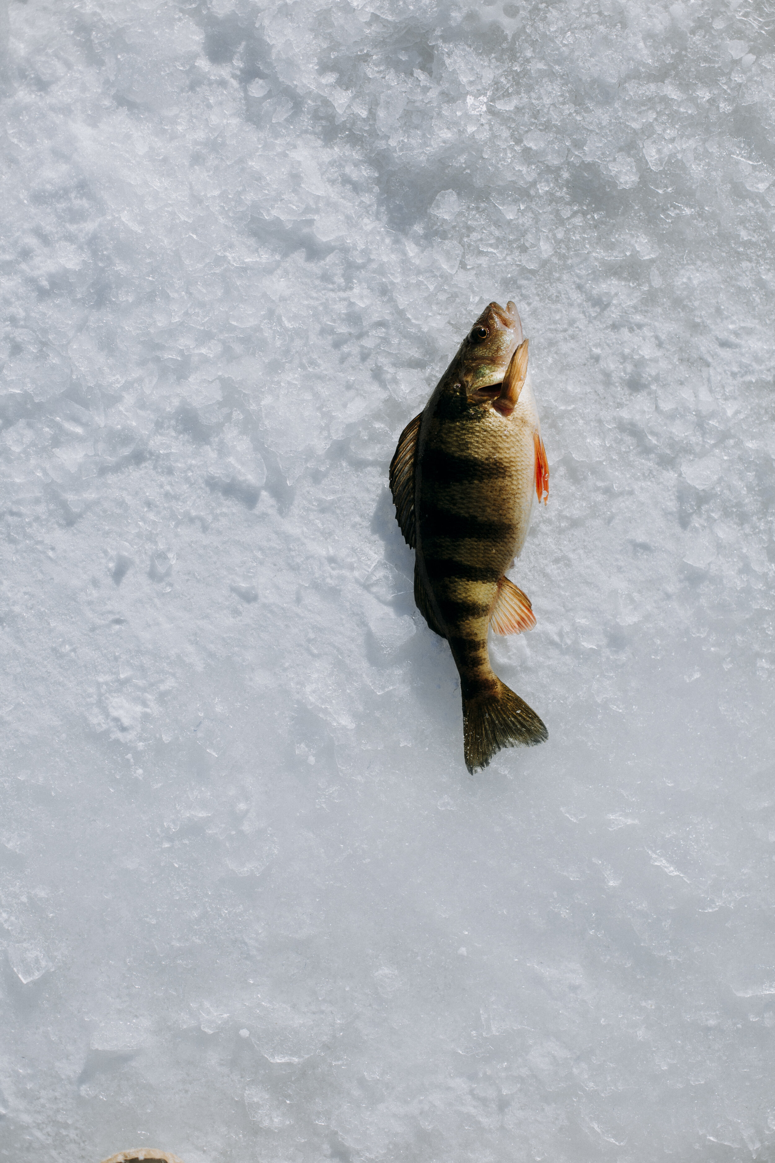 ICEFISHING394A4180.jpg