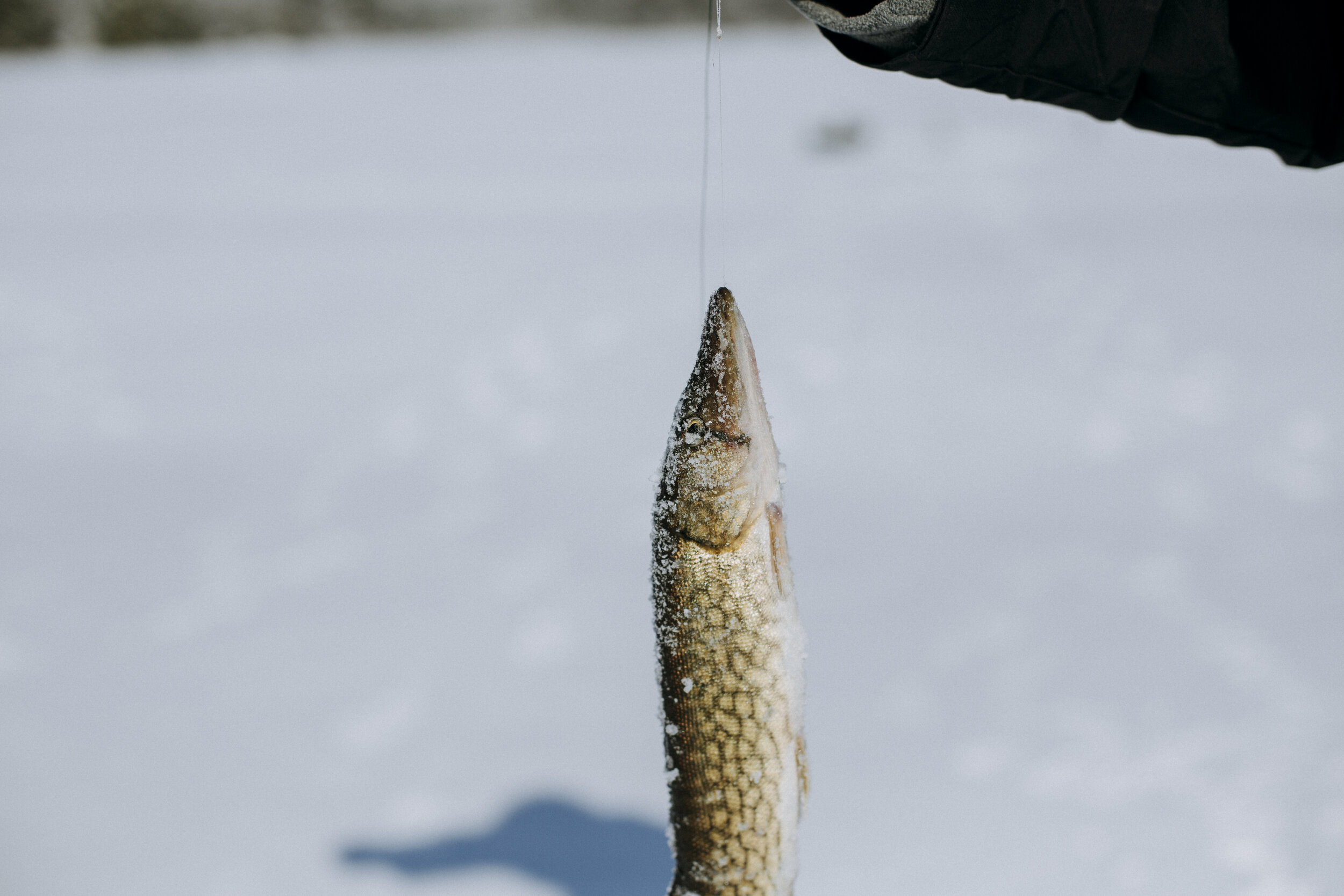 ICEFISHING394A4331.jpg