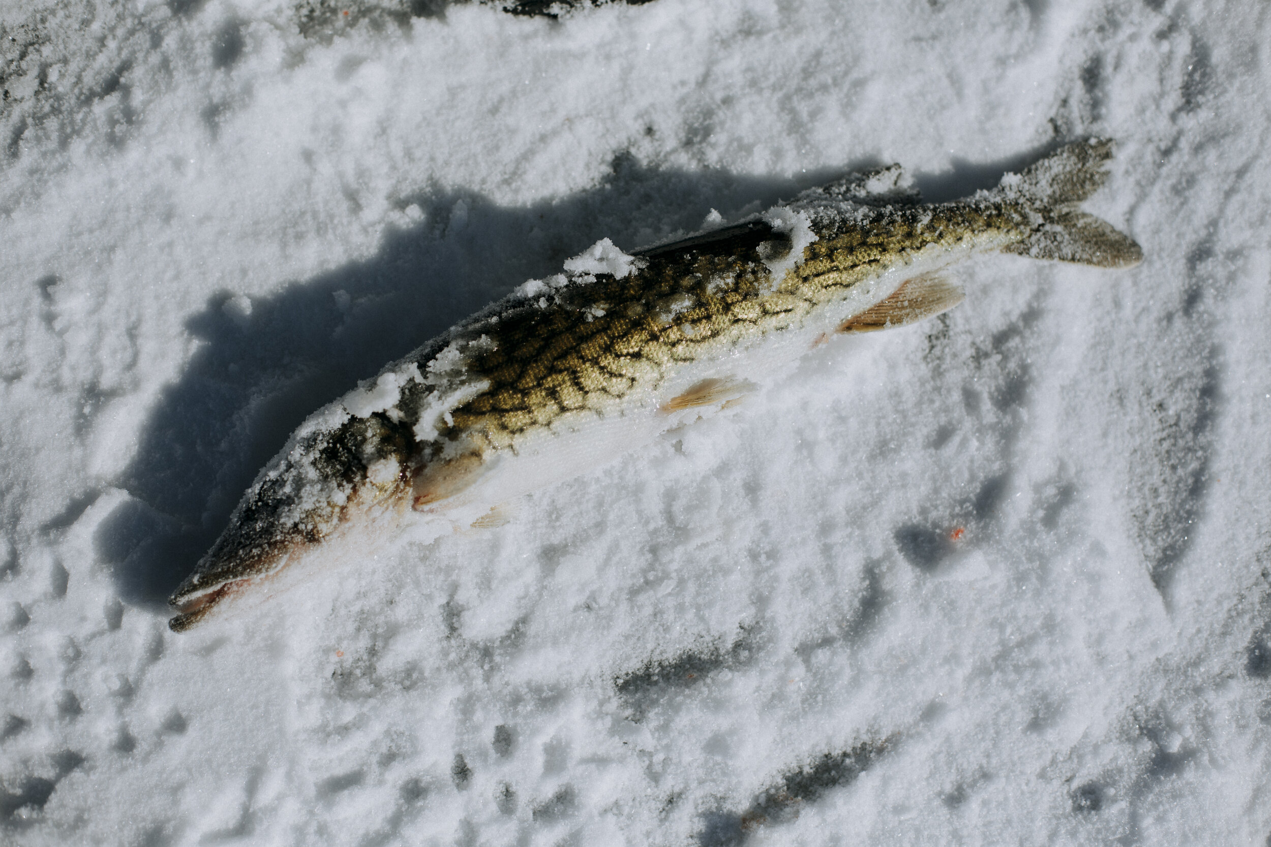 ICEFISHING394A4379.jpg