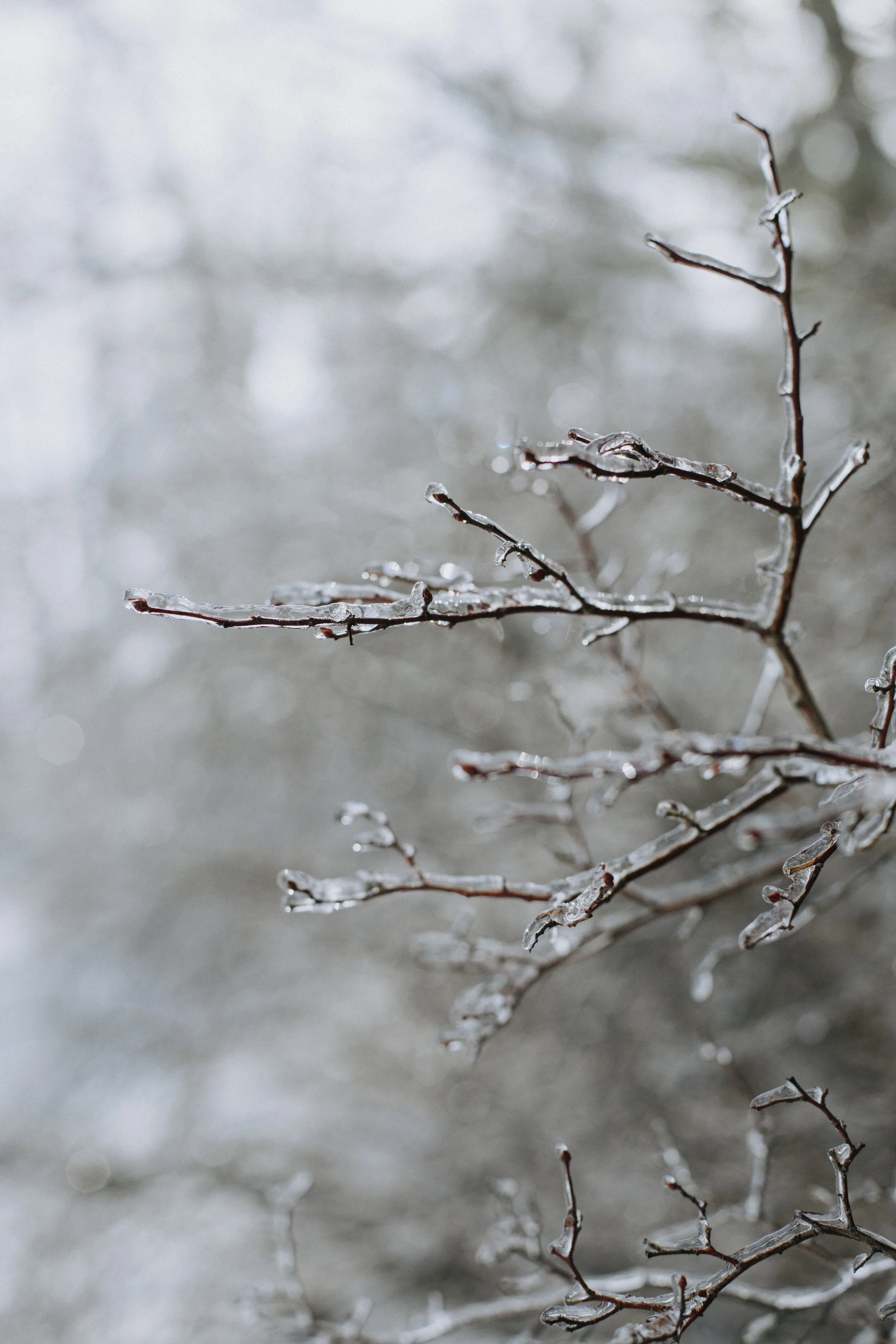 ICEFISHING394A6754.jpg